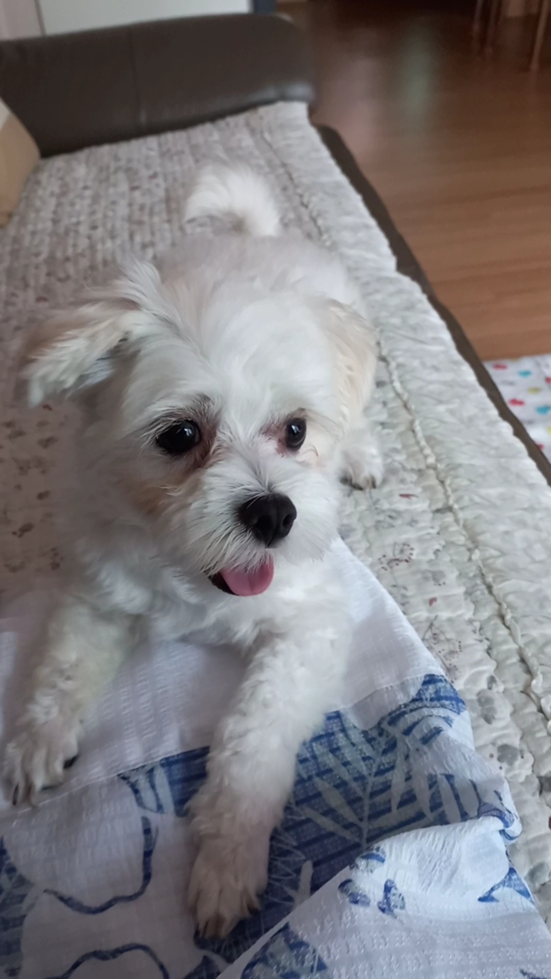 퐁이(구:강온이)가 온지 3개월이네요 