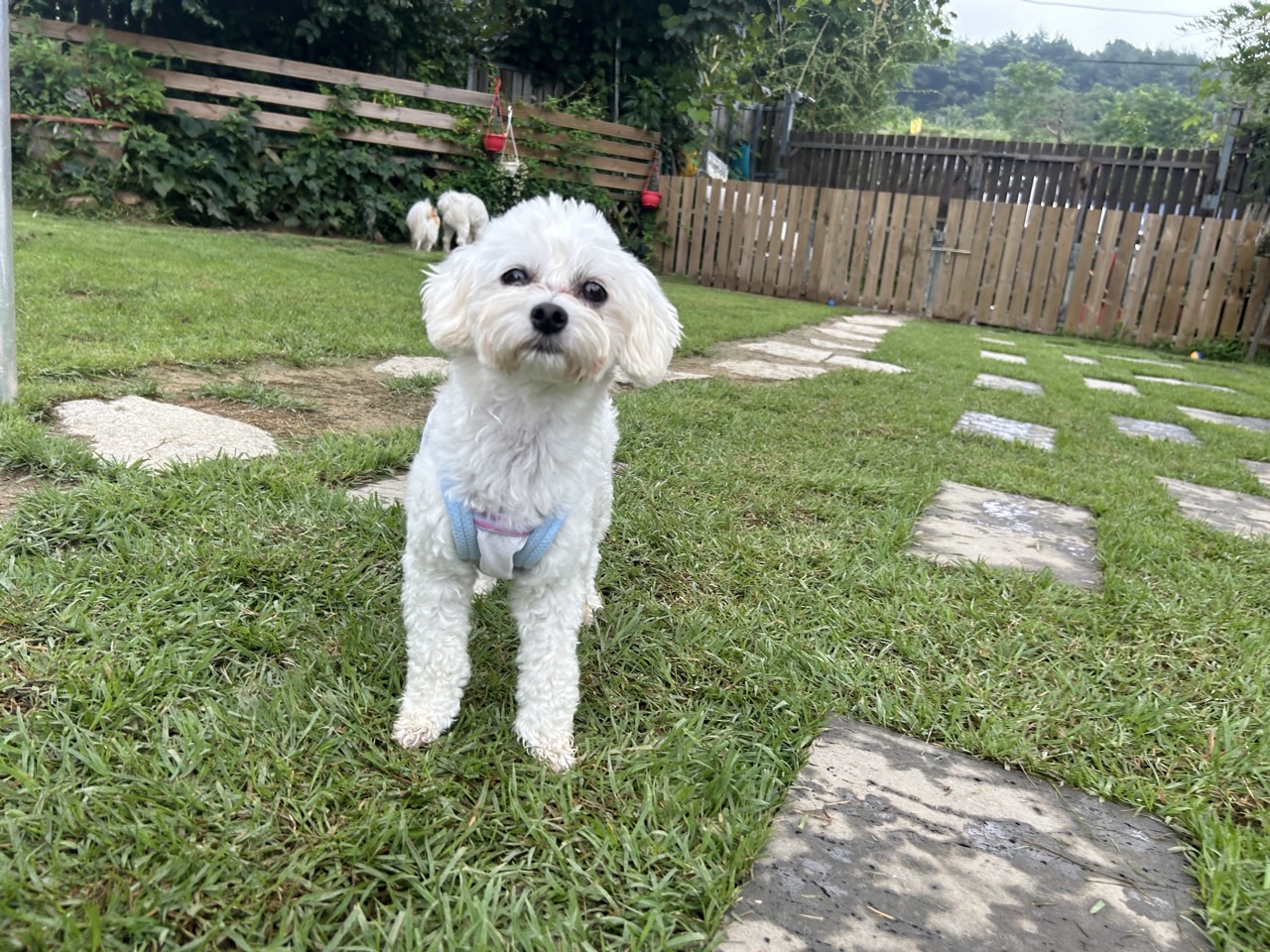 애찌 2달차 임보일기