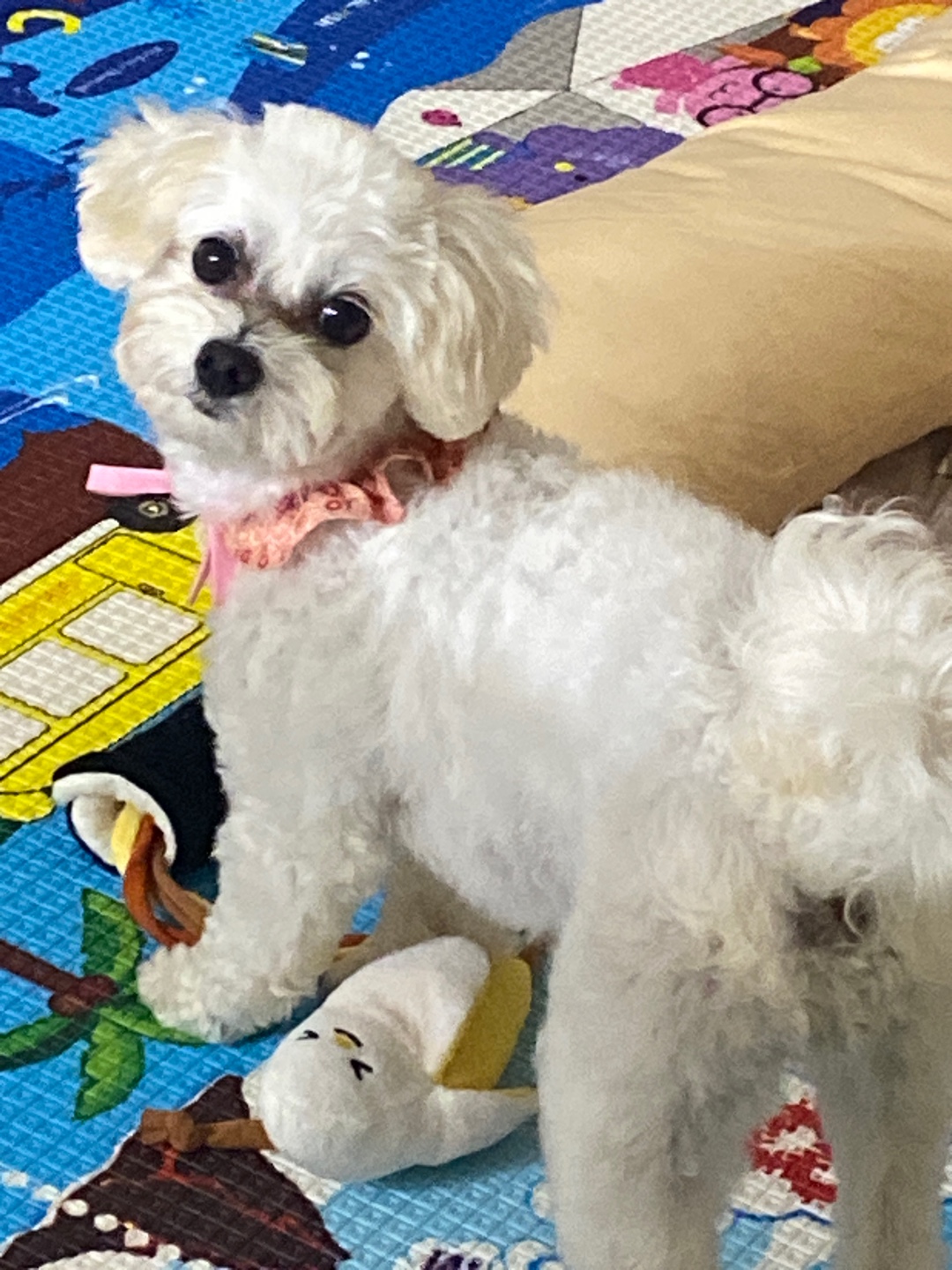 애찌 2달차 임보일기