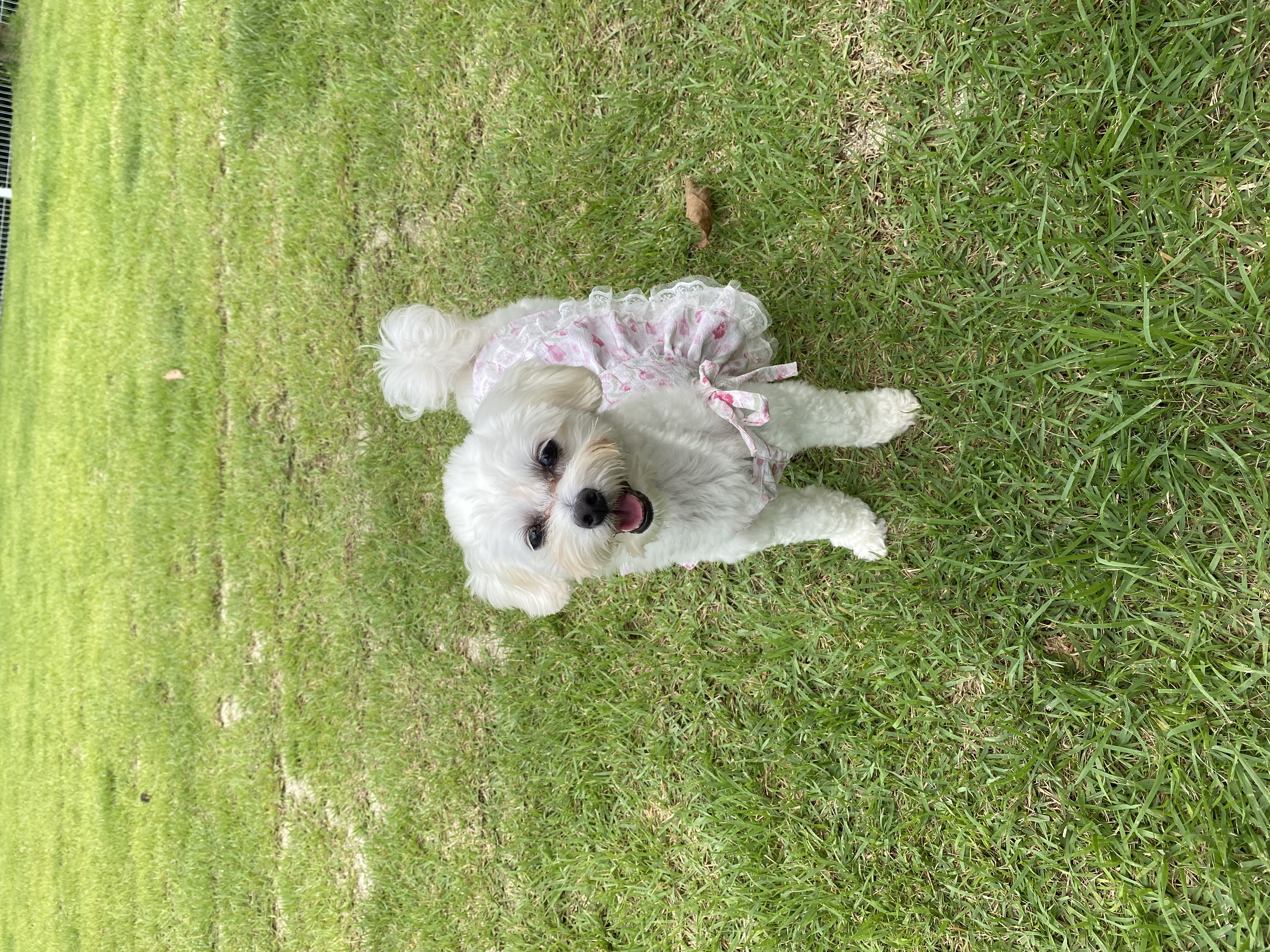 애찌 2달차 임보일기