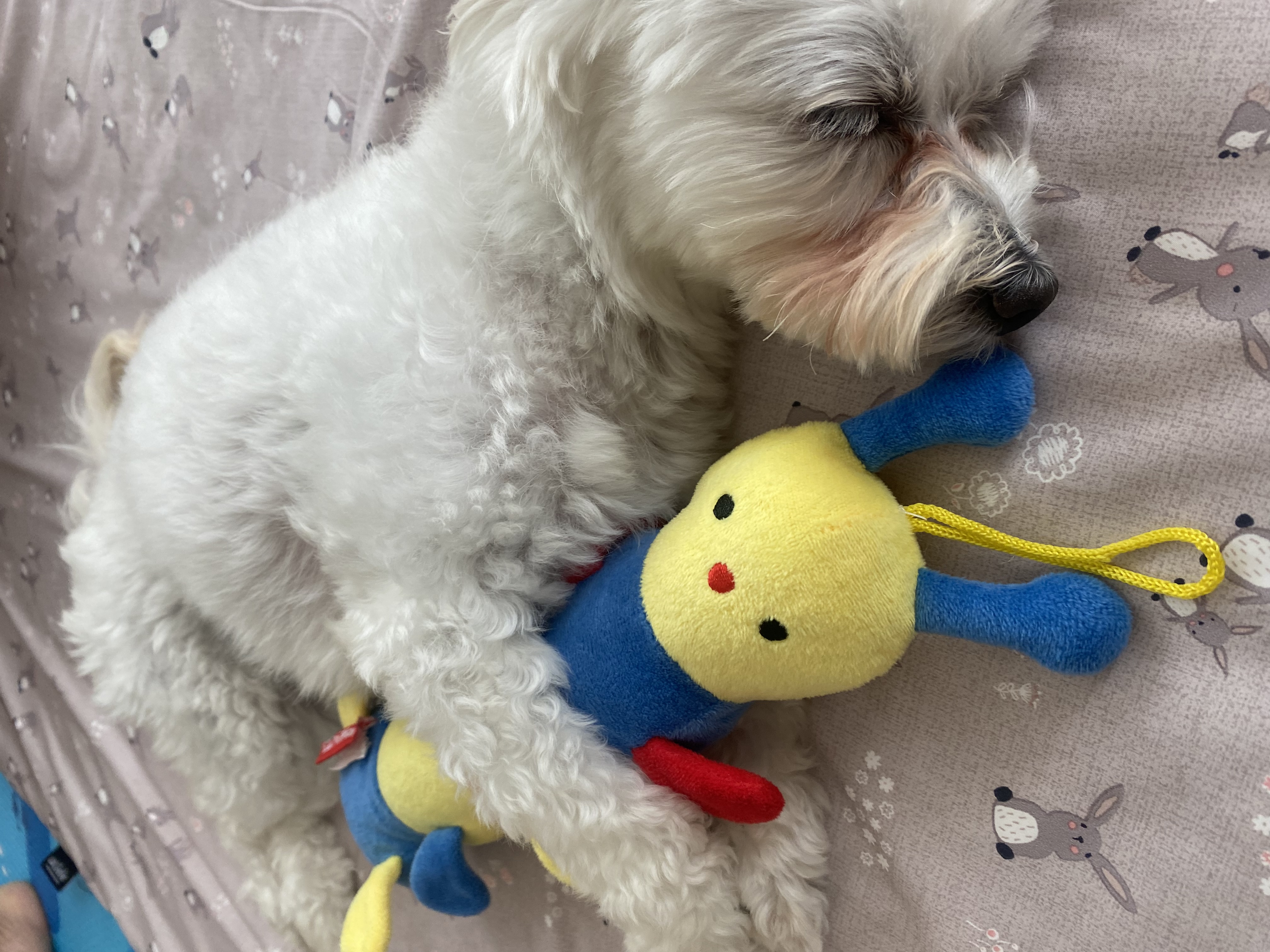 애찌 2달차 임보일기