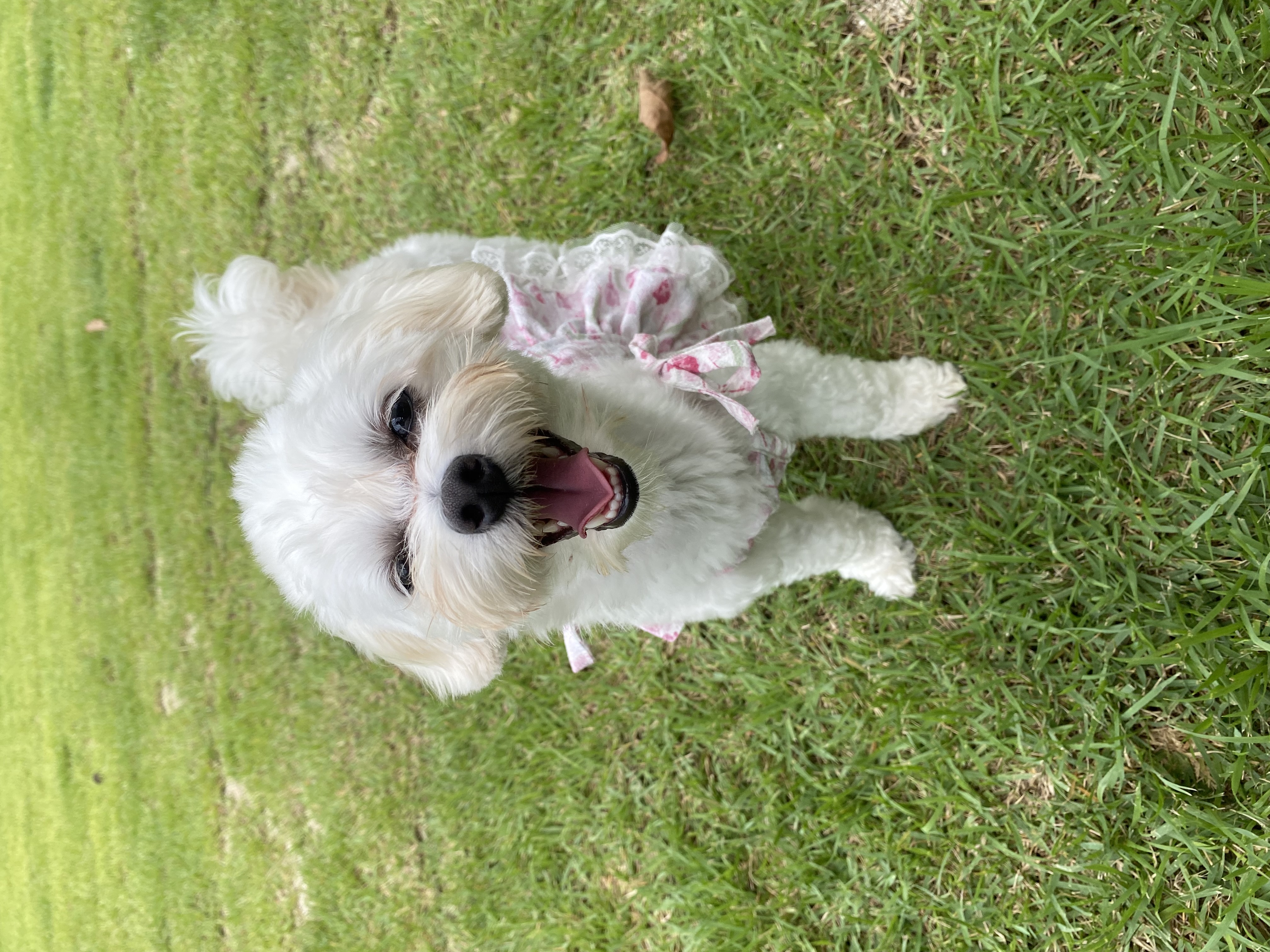 애찌 2달차 임보일기