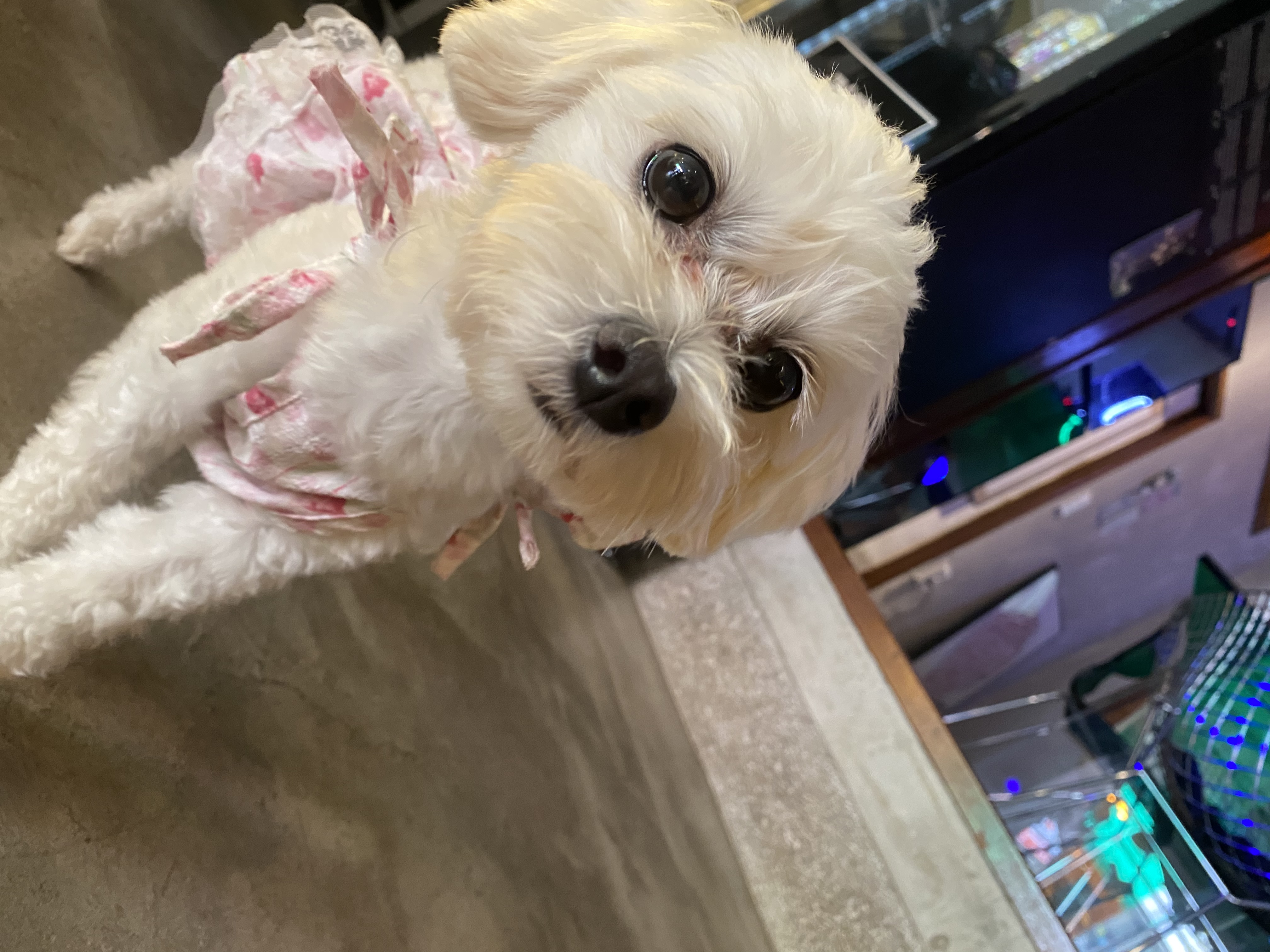 애찌 2달차 임보일기