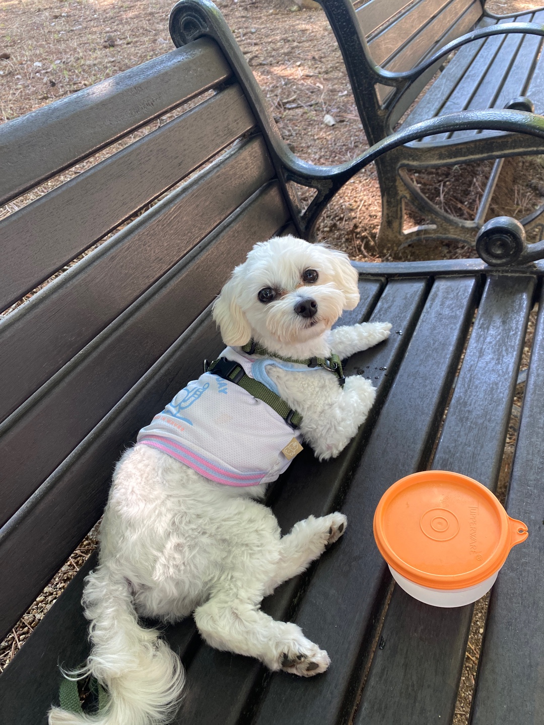 애찌 2달차 임보일기