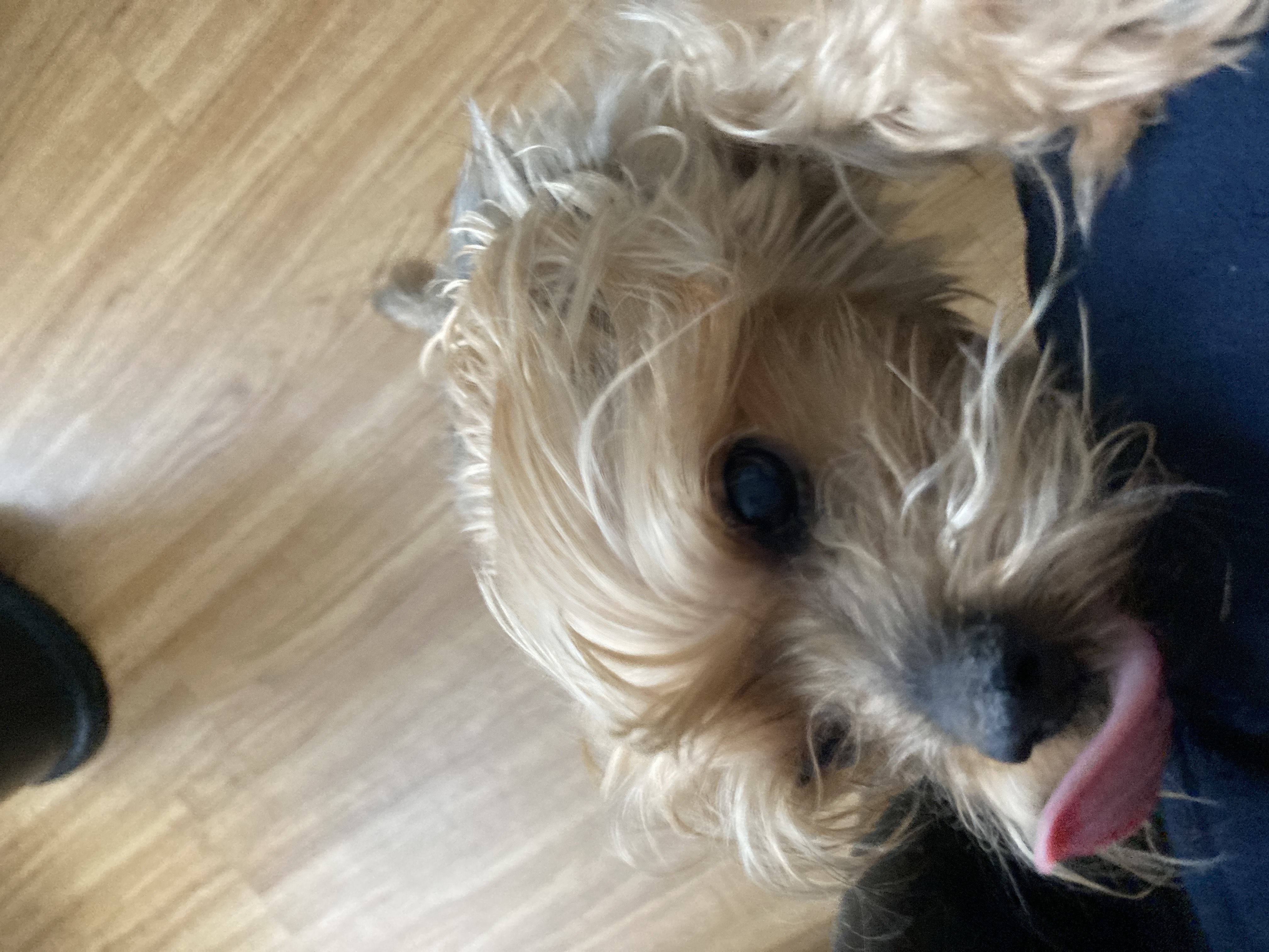 하늘의 별이 된 카라멜 