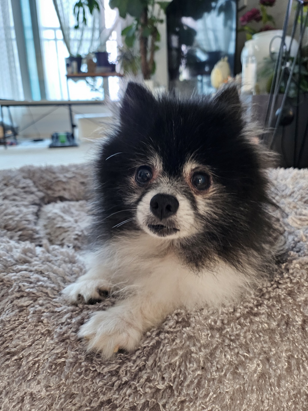 봄이(하울이) 임보 3개월차