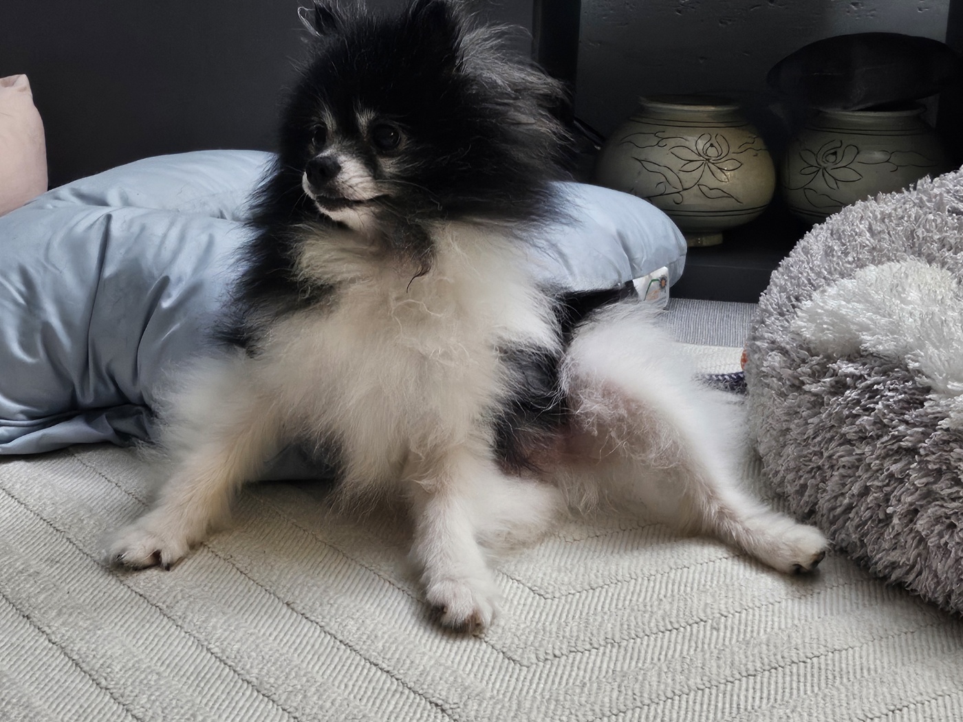 봄이(하울이) 임보 3개월차