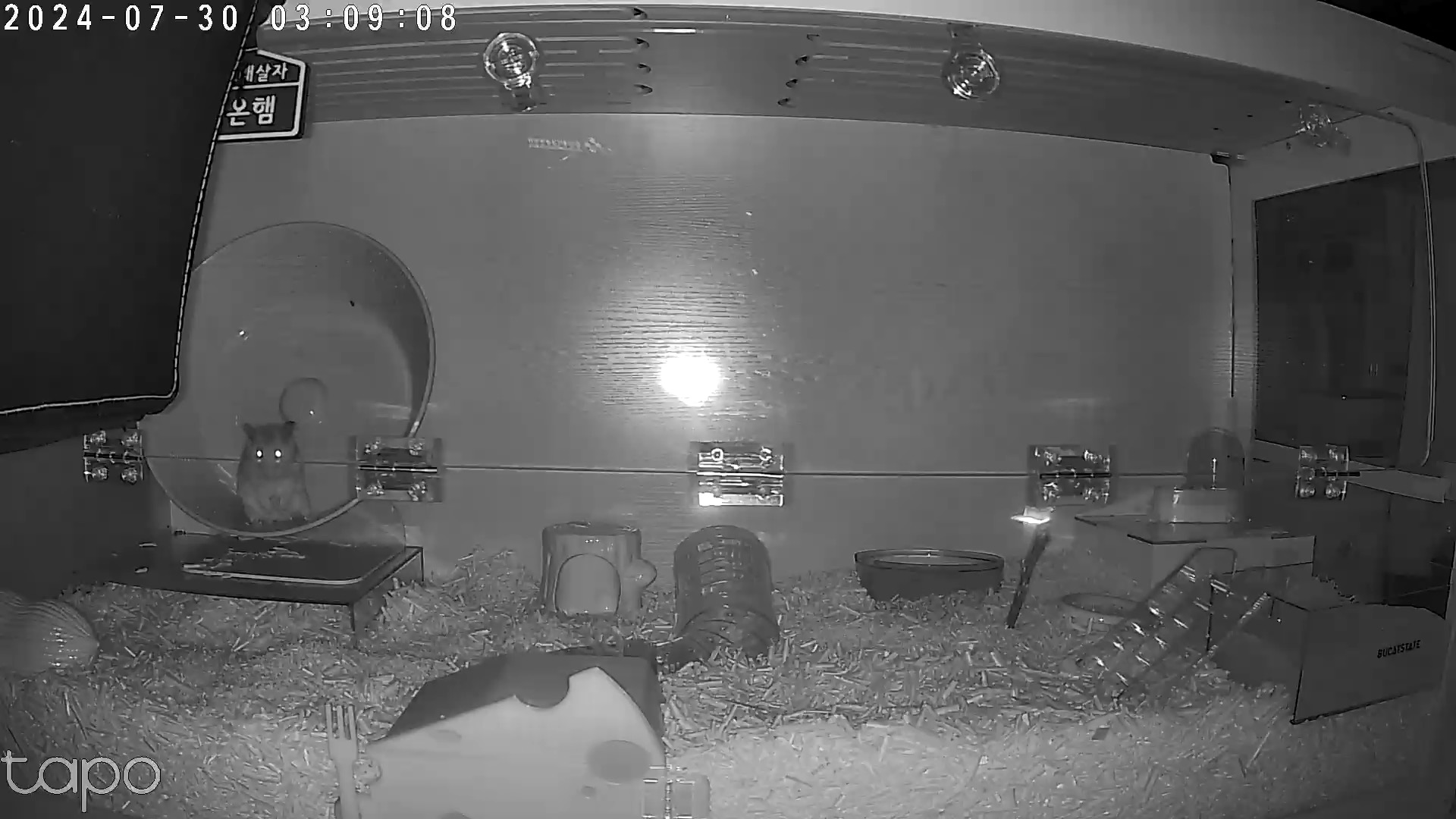 온햄이 근황입니다