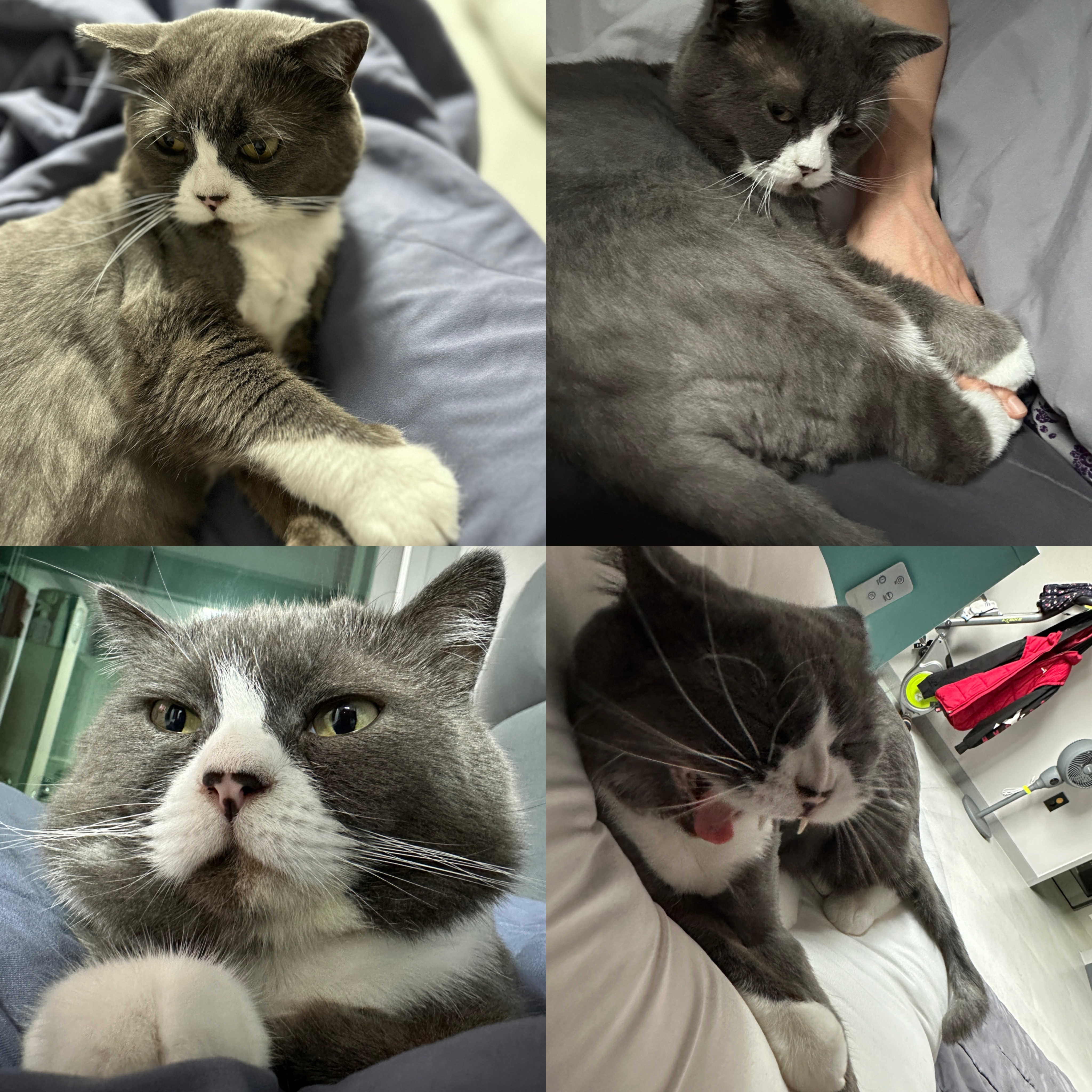 주몽(건우)정식 입양 