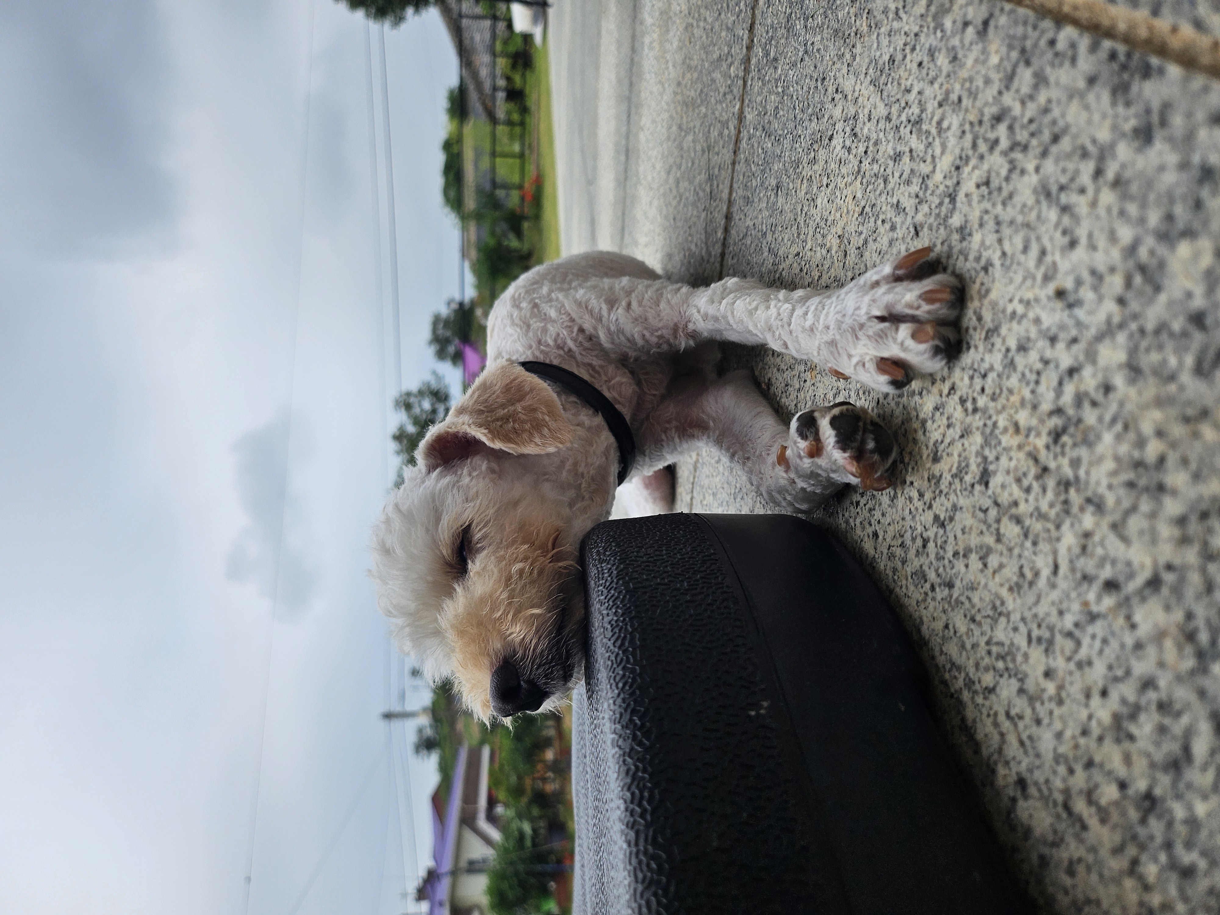 양누(해송) 임시보호 세달기