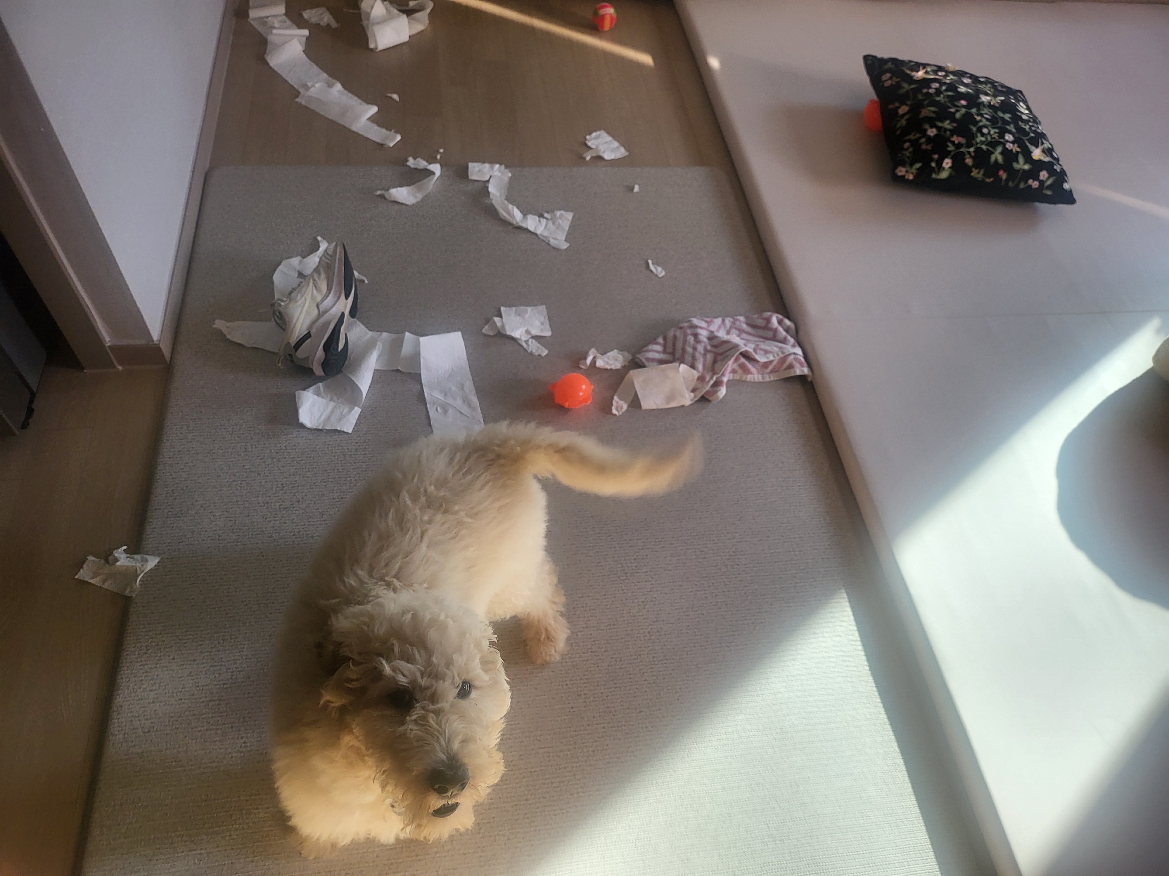 백만돌이  루이