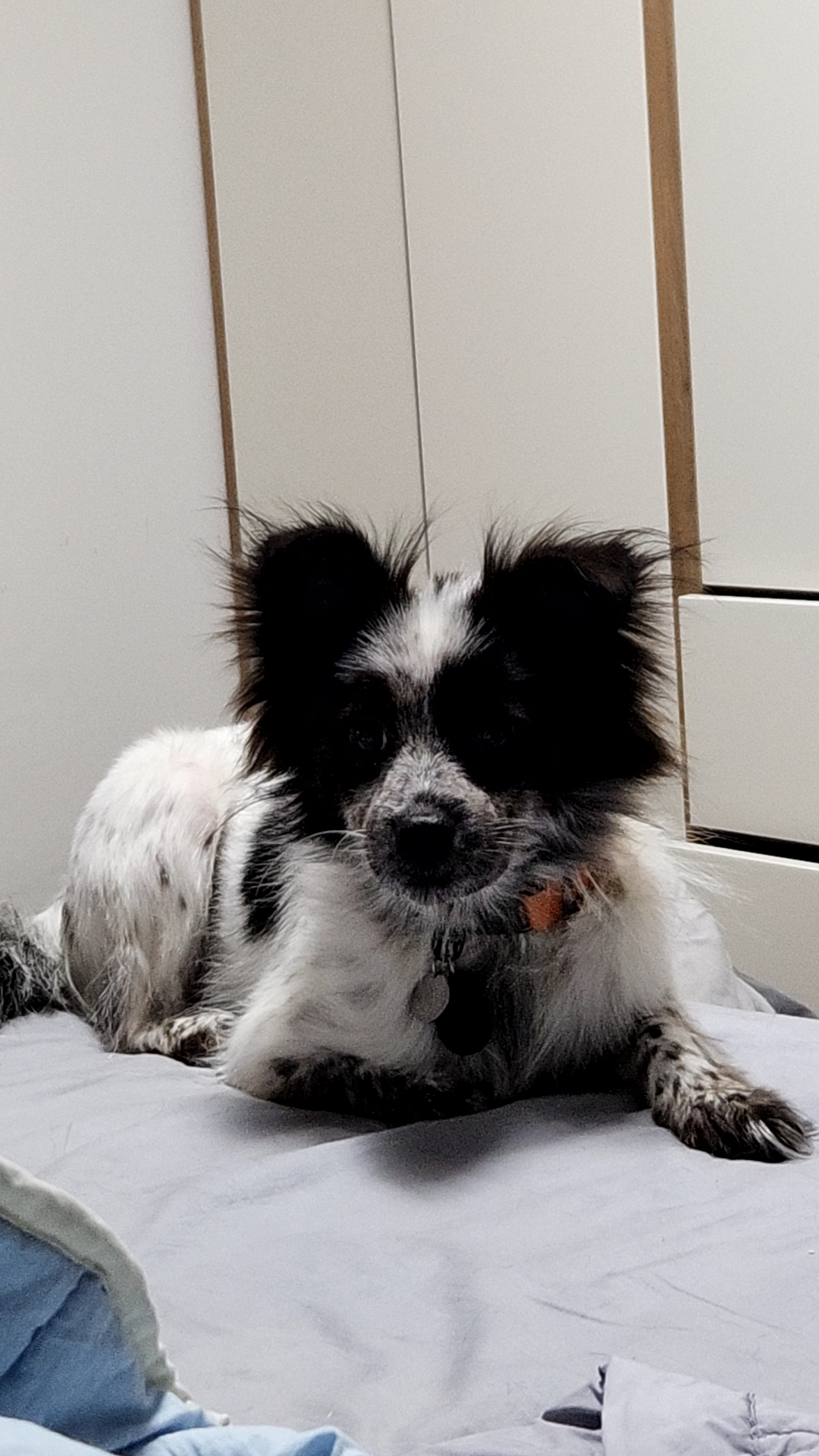 쿠앤이 임시보호 3개월 후기