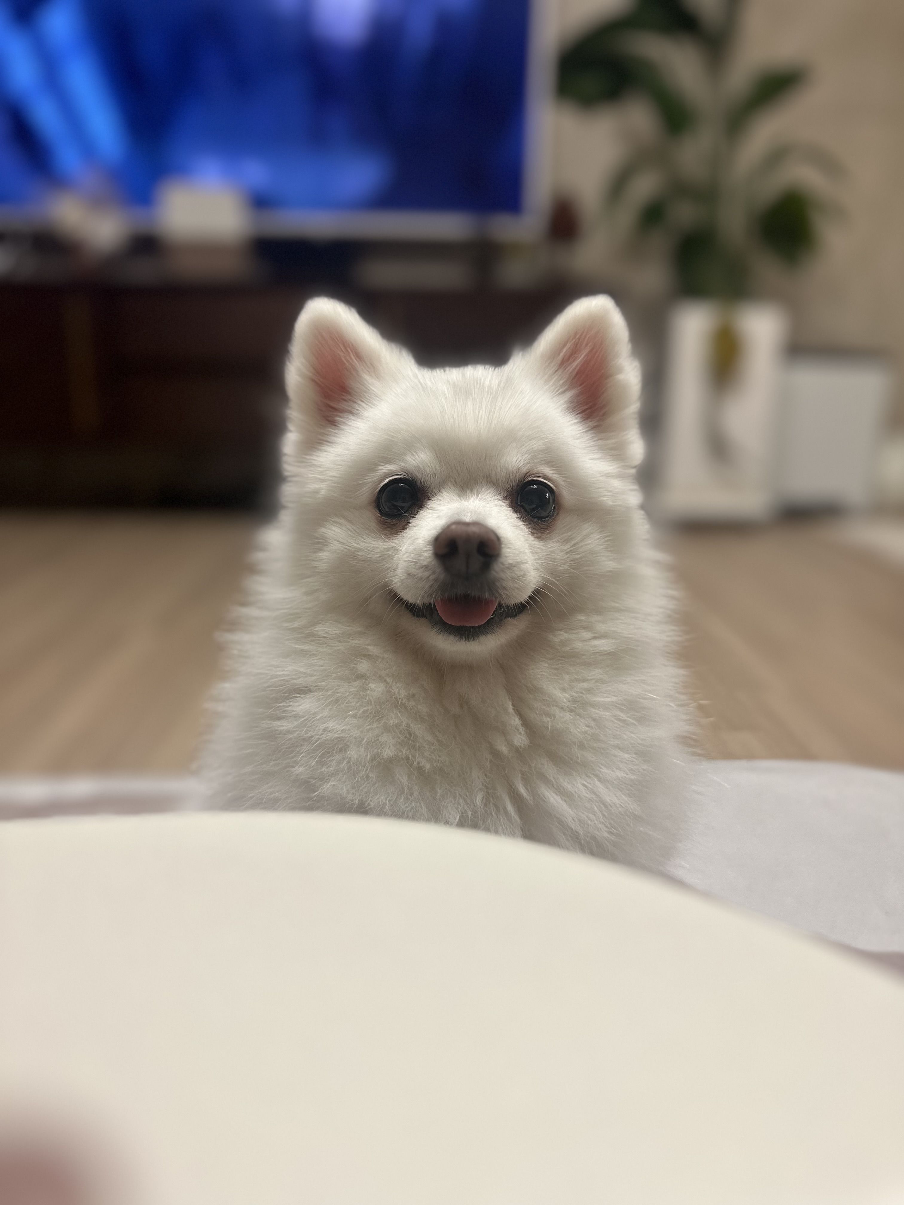 사랑둥이 하유 임보 1개월차입니다