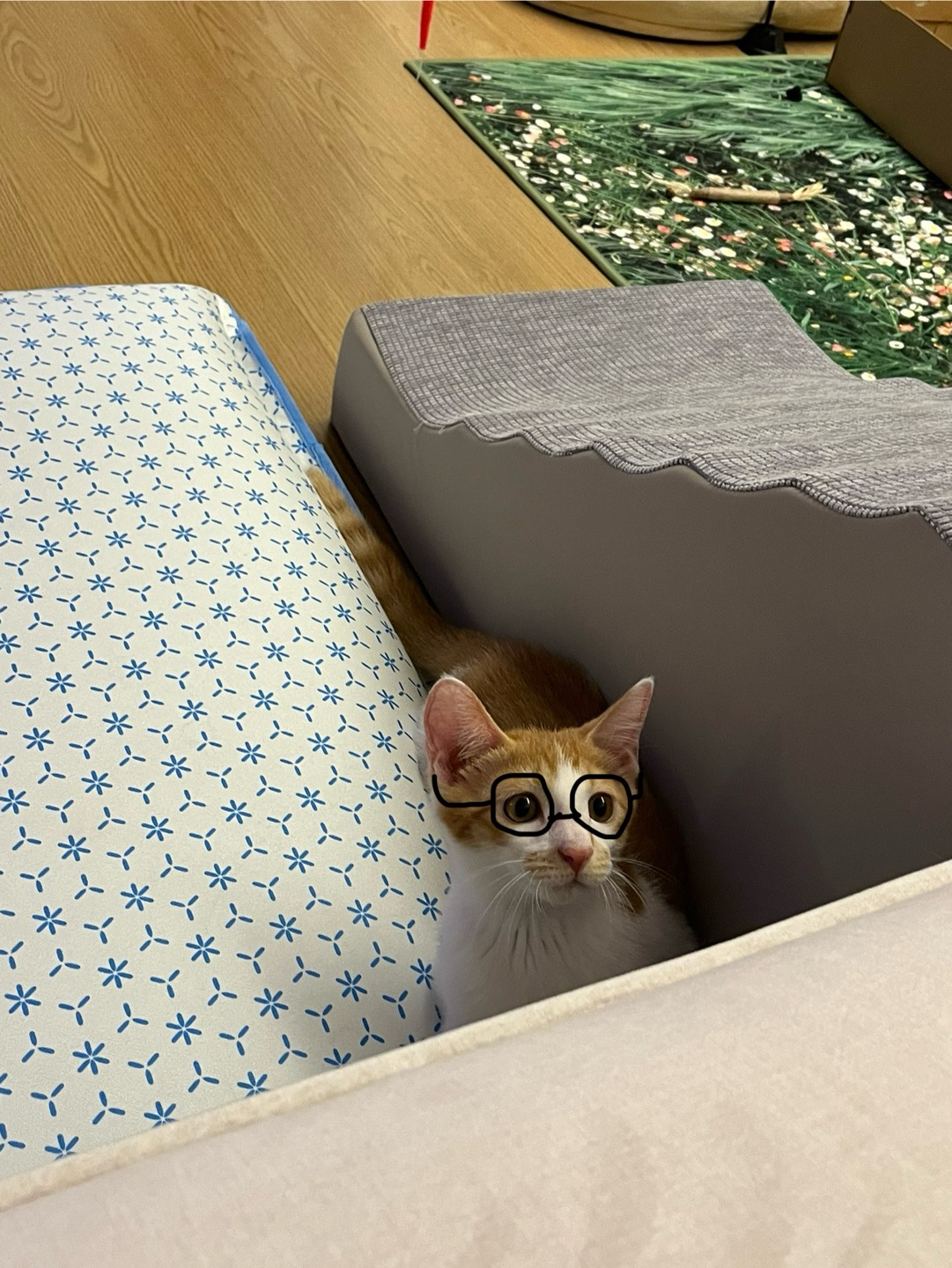 요미(현 땅콩)이의 입양 한달째 이야기