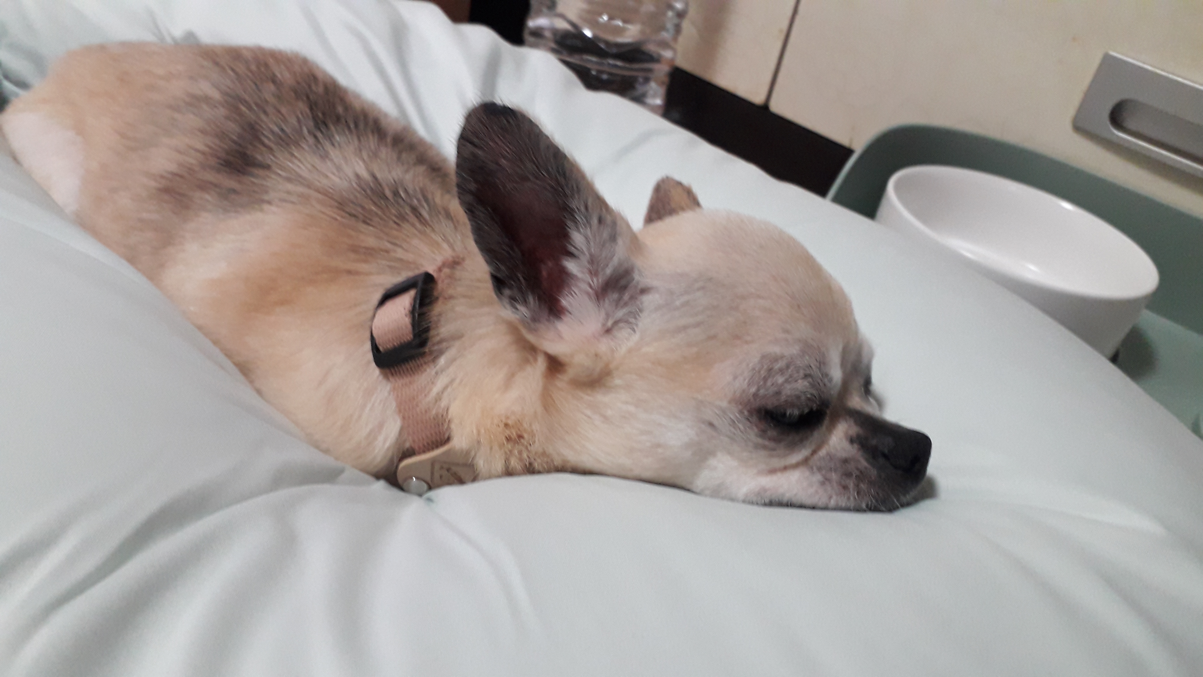 땅꽁(구 잎새) 입양첫날~