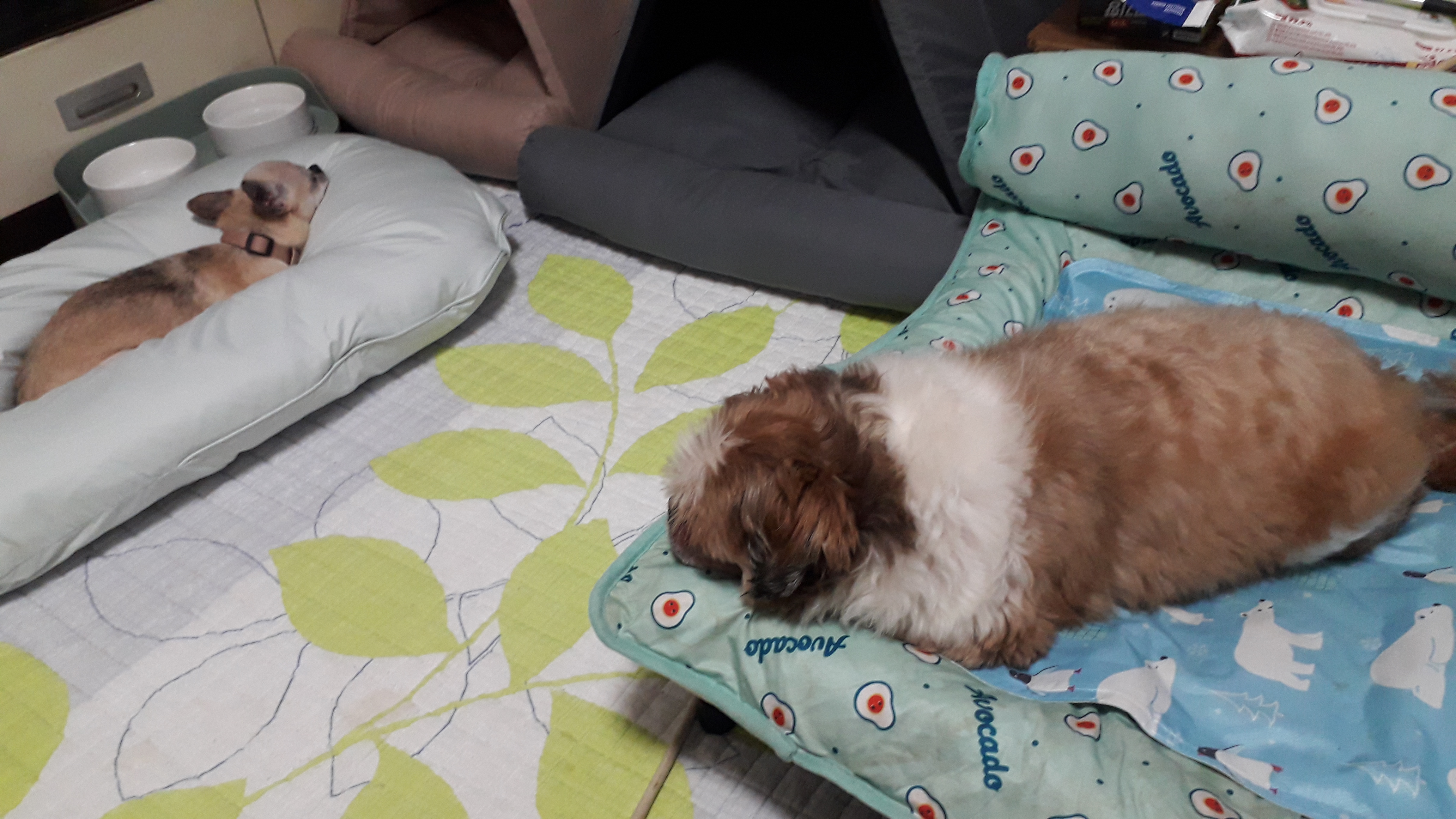 땅꽁(구 잎새) 입양첫날~