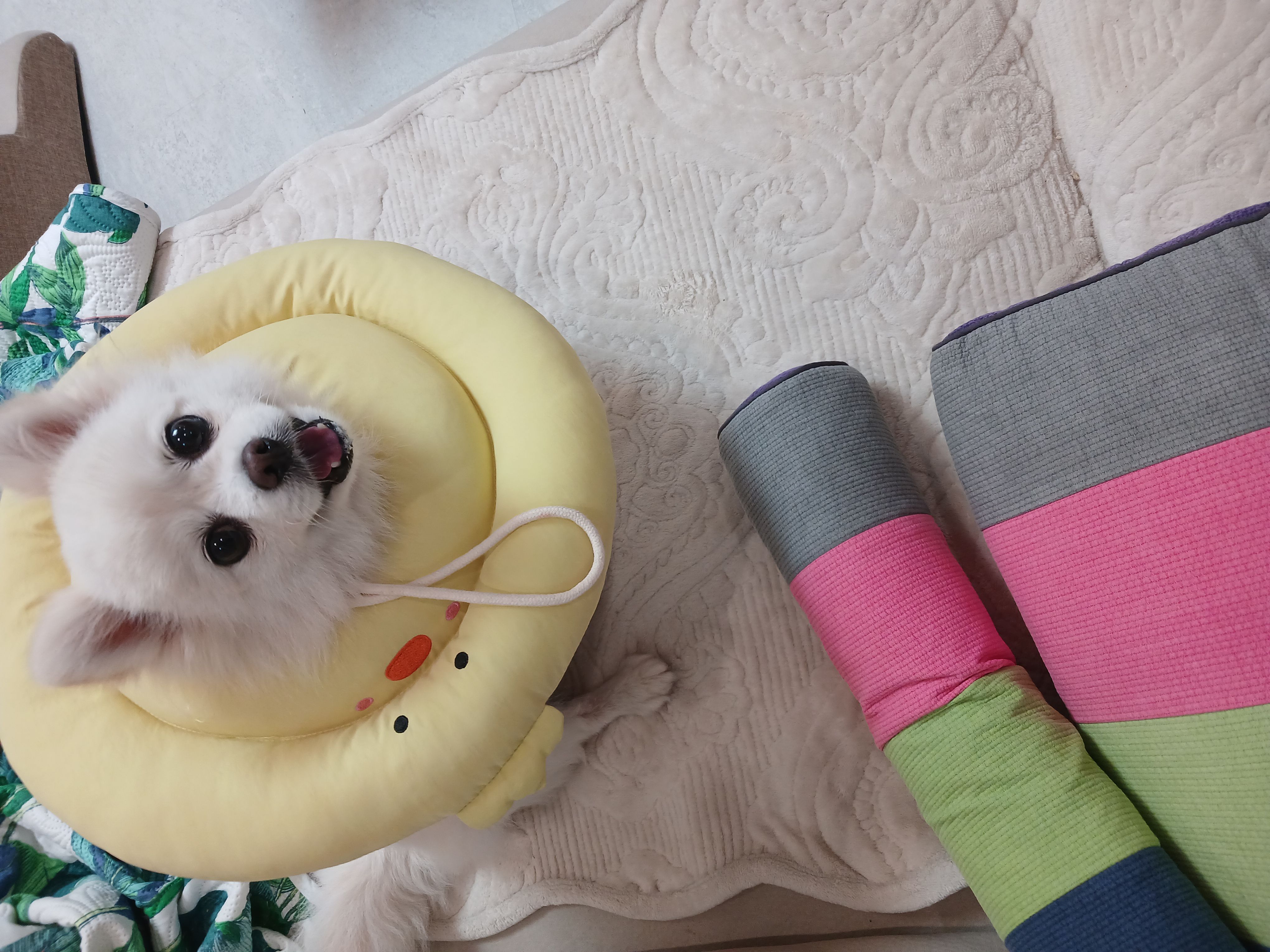 하뽀(봄이) 임시보호에서 입양한 근황 이야기