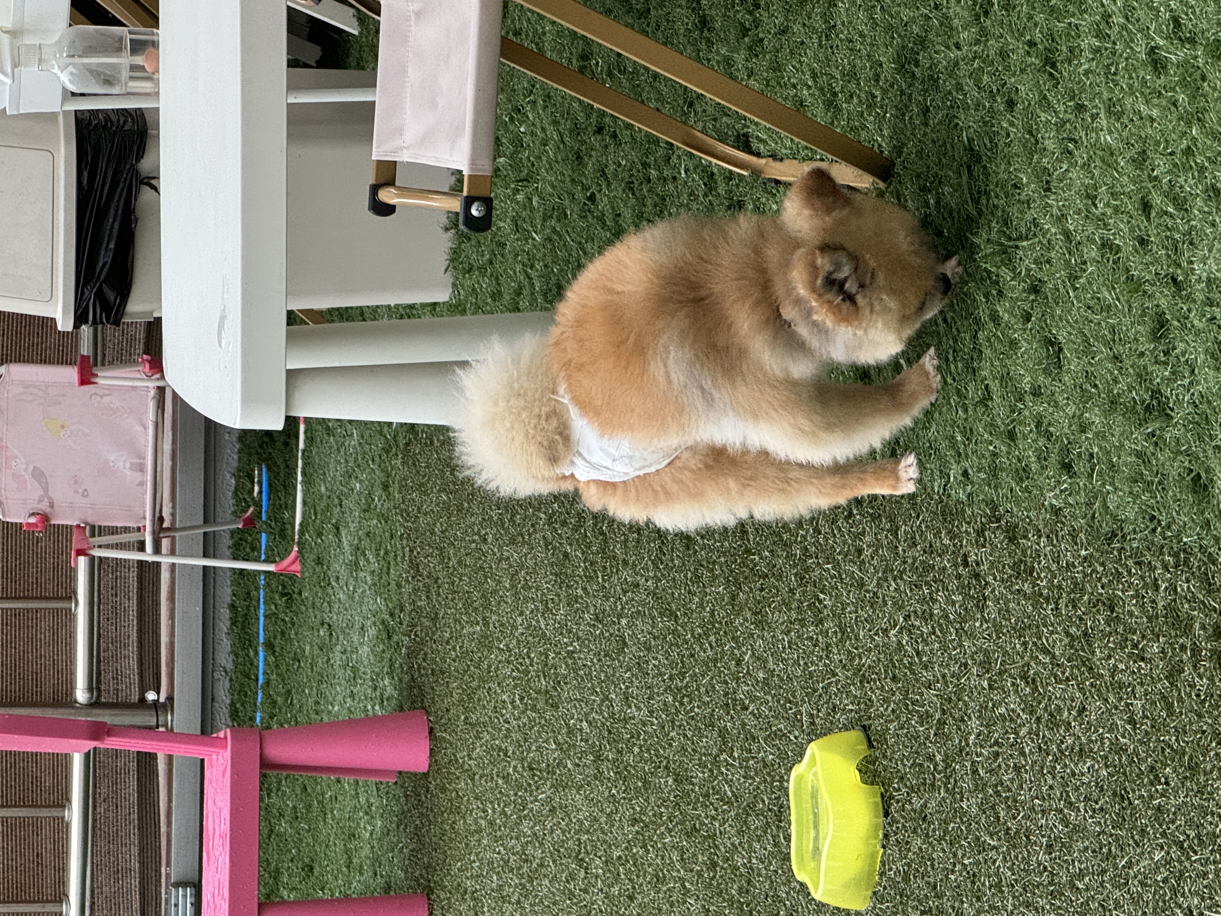 우디(갈뽀) 와 임보 1개월 두번째 레포트@•0•@