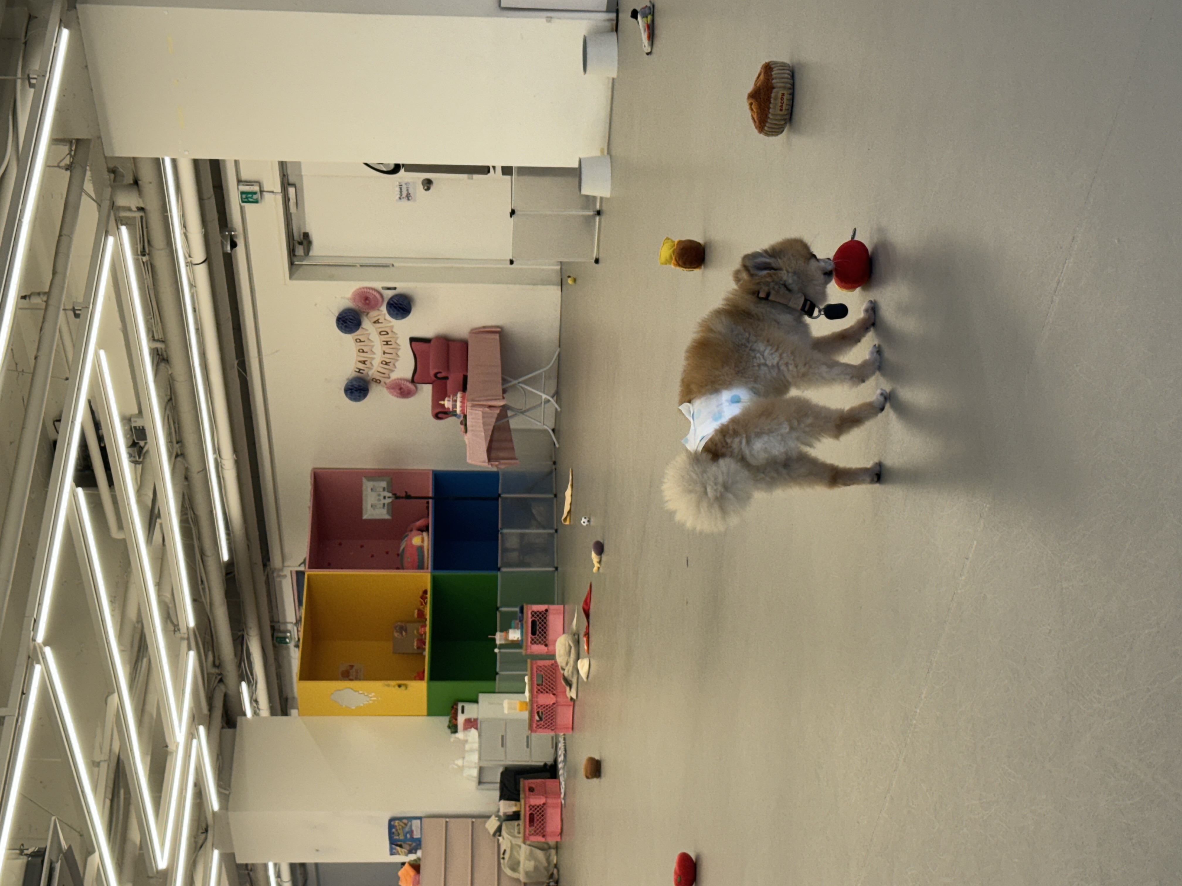 우디(갈뽀) 와 임보 1개월 두번째 레포트@•0•@