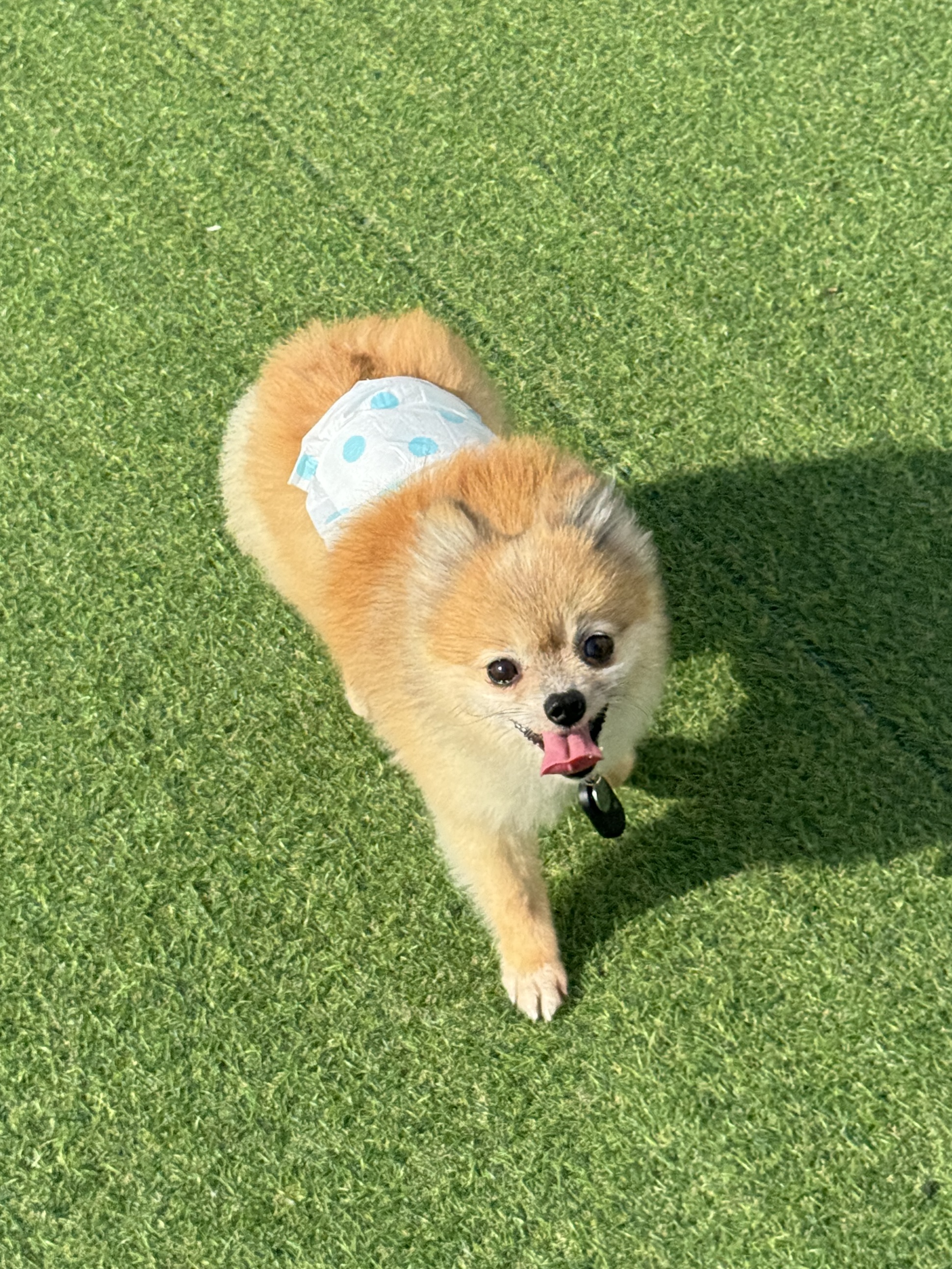 우디(갈뽀) 와 임보 1개월 두번째 레포트@•0•@