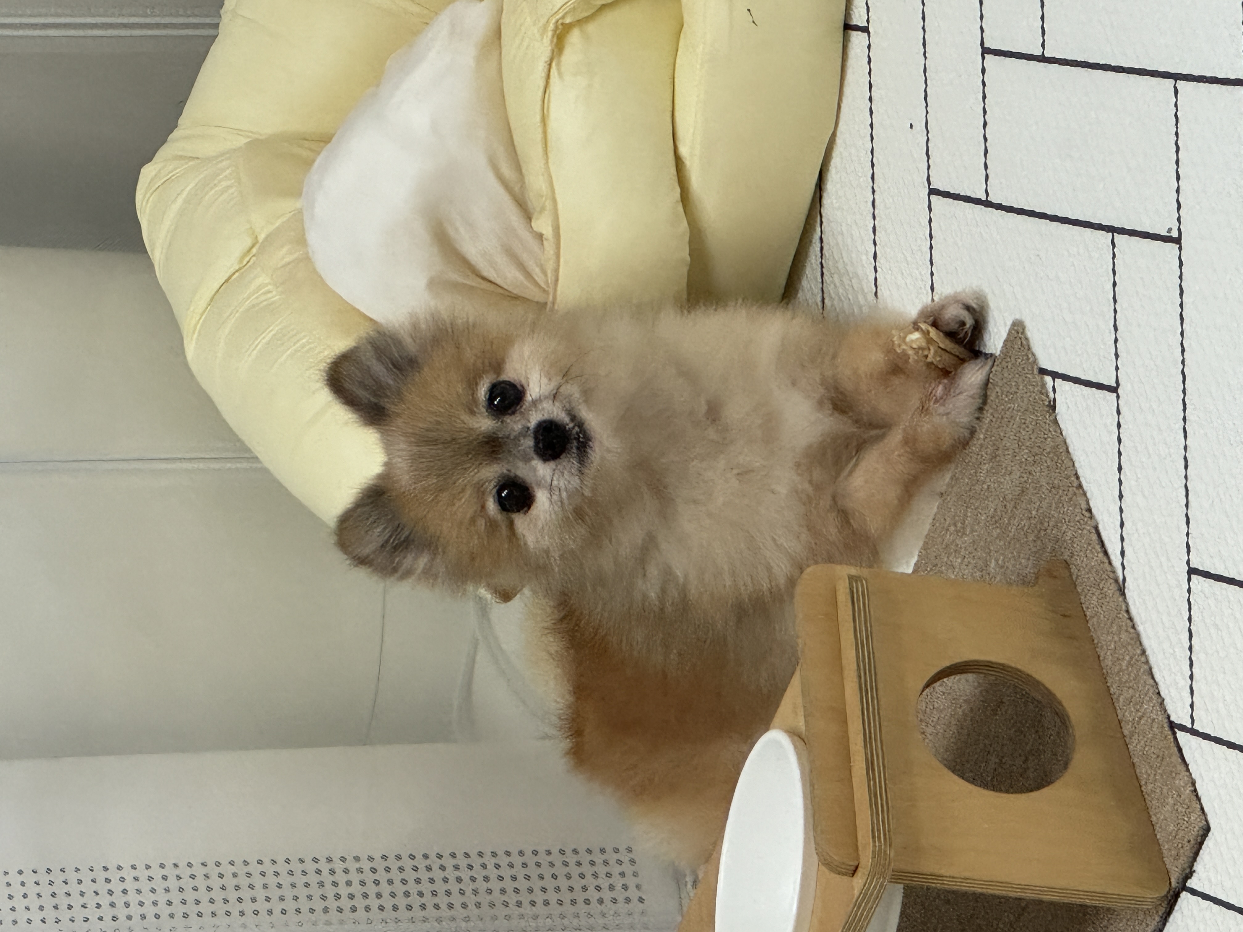 우디(갈뽀) 와 임보 1개월 두번째 레포트@•0•@