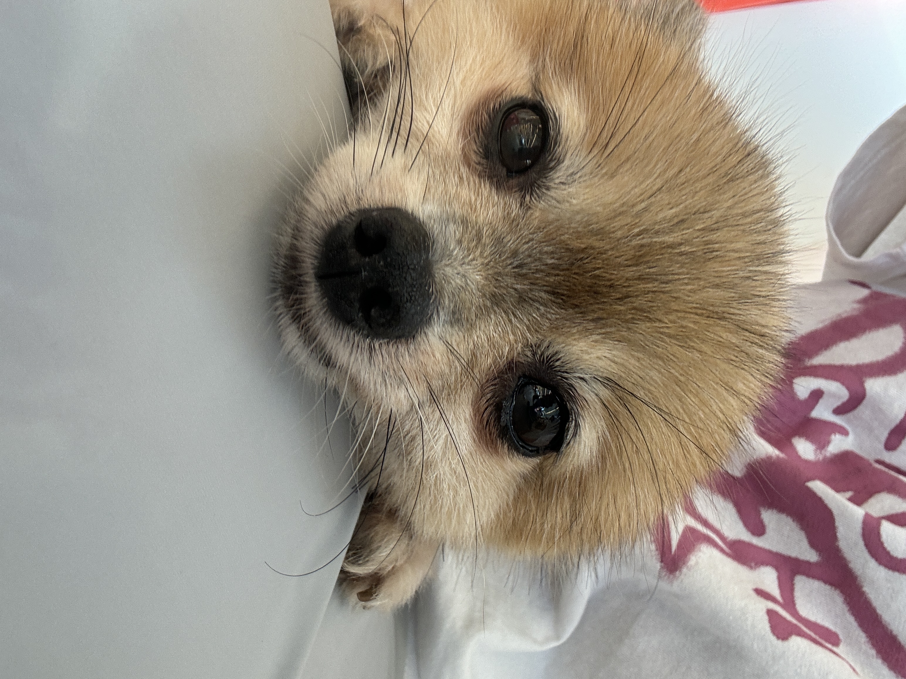 우디(갈뽀) 와 임보 1개월 두번째 레포트@•0•@