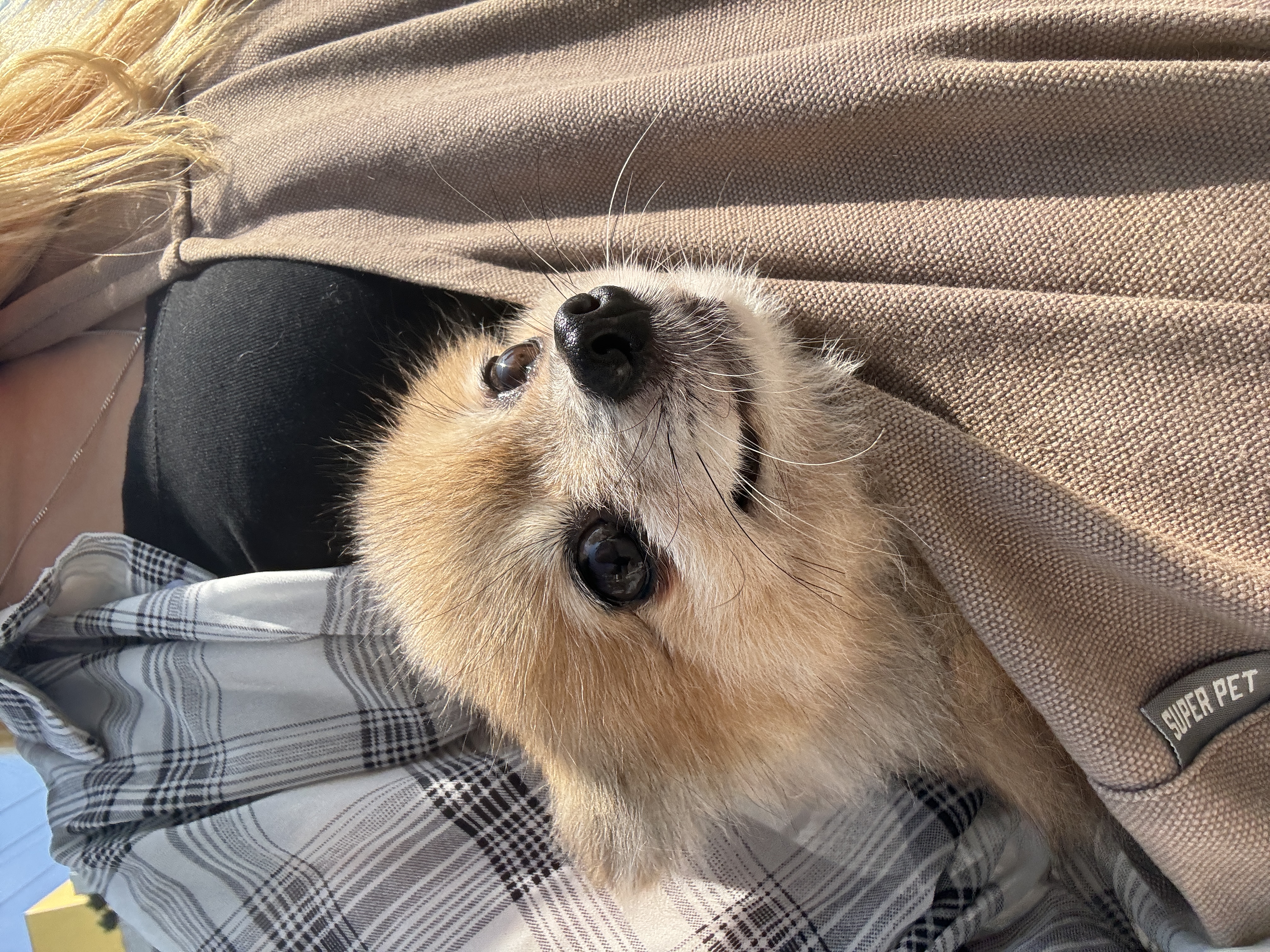 우디(갈뽀) 와 임보 1개월 두번째 레포트@•0•@