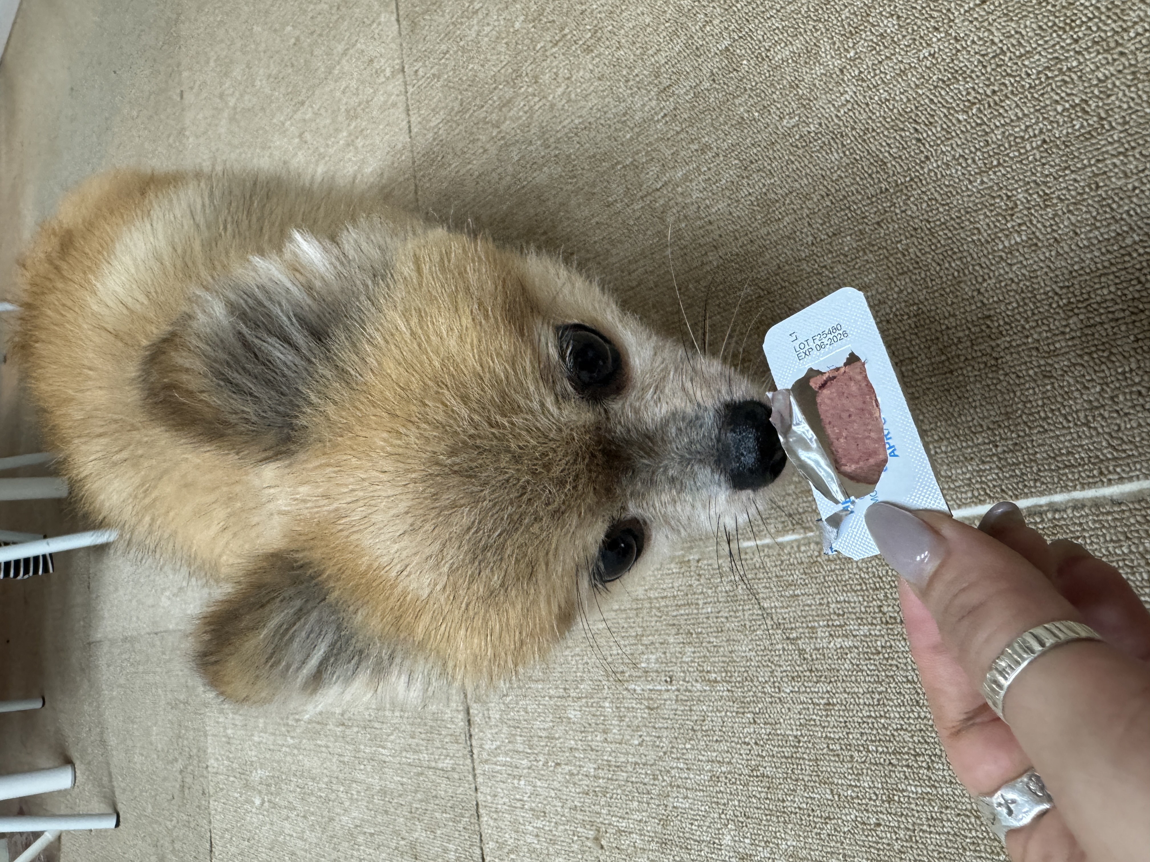 우디(갈뽀) 와 임보 1개월 두번째 레포트@•0•@