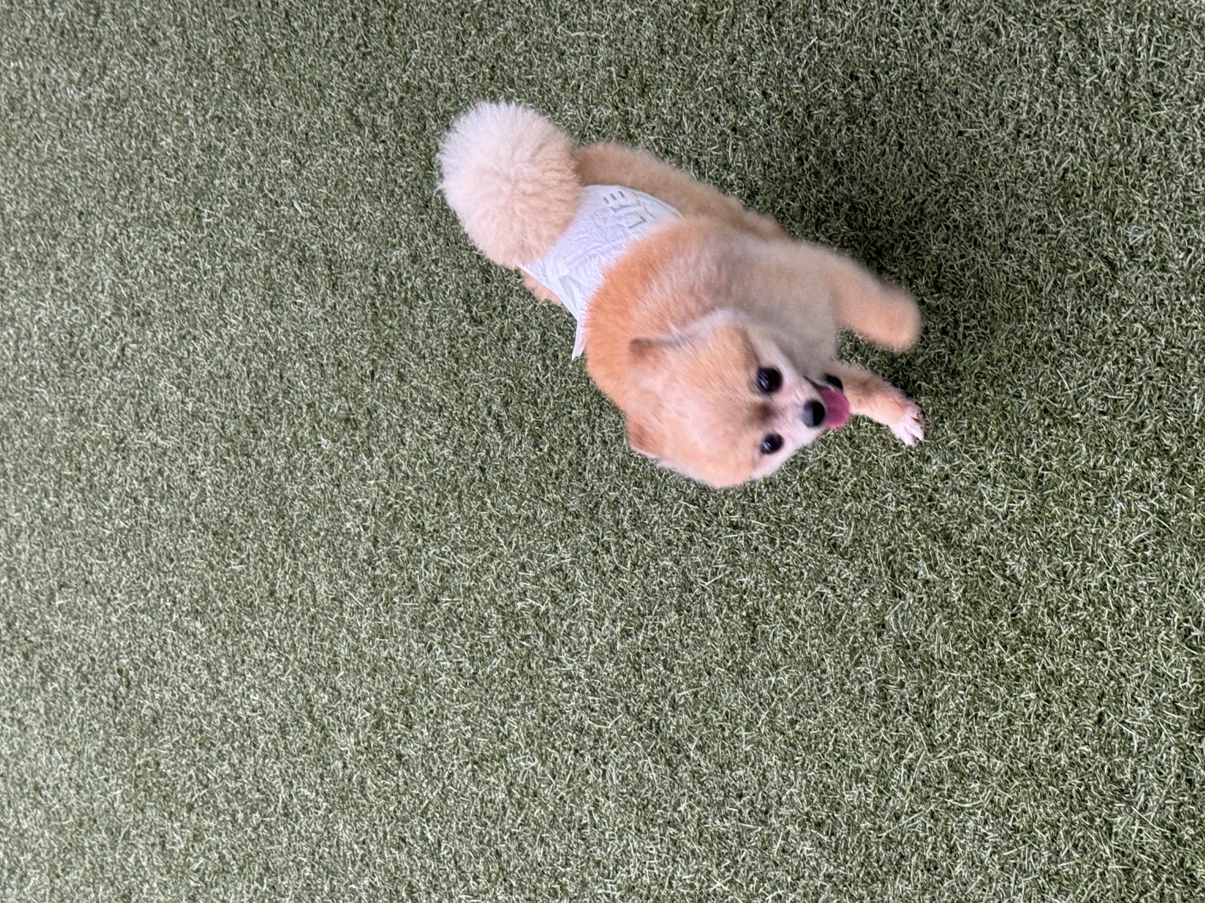 우디(갈뽀) 와 임보 1개월 두번째 레포트@•0•@