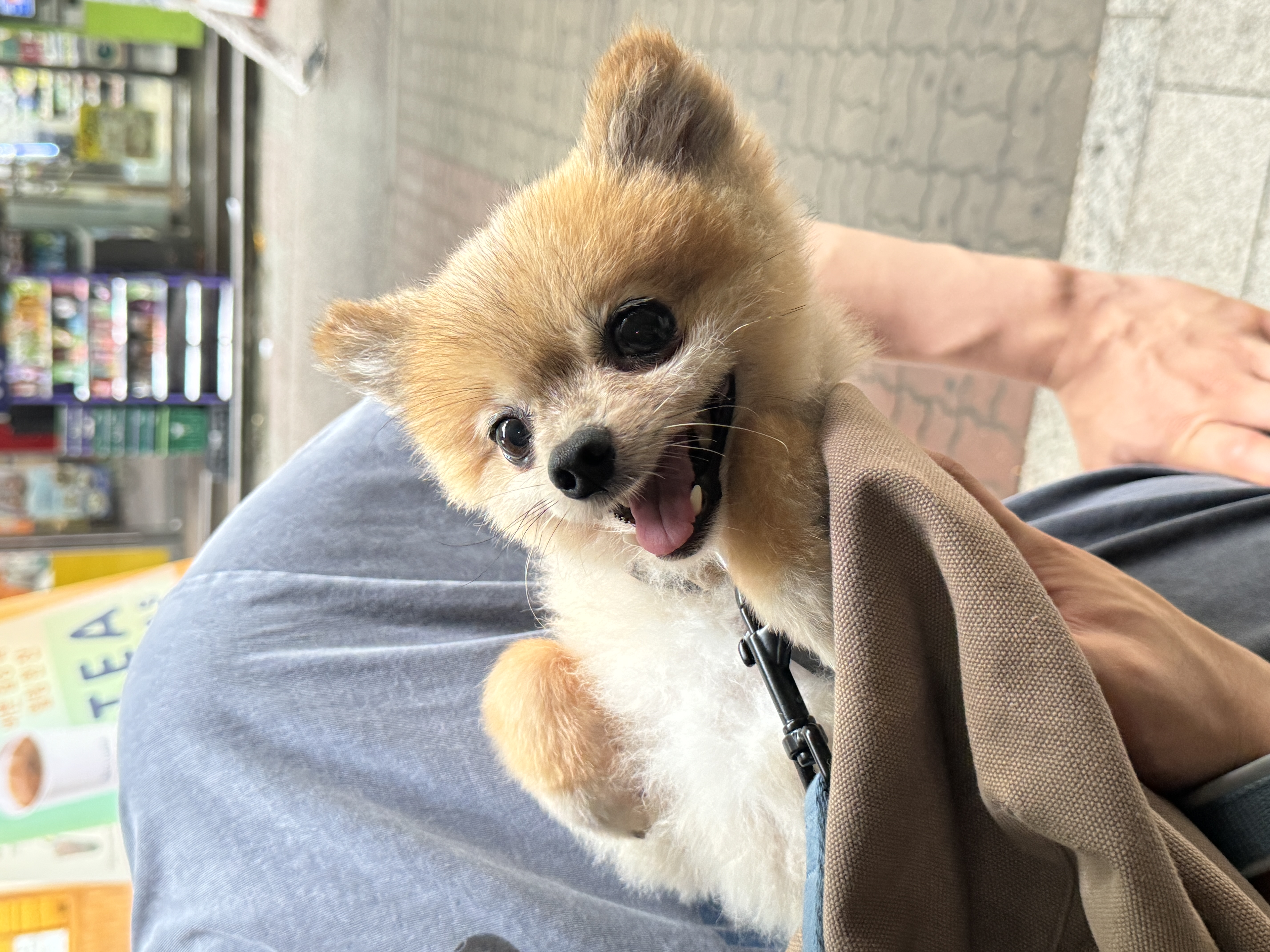 우디(갈뽀) 와 임보 1개월 두번째 레포트@•0•@