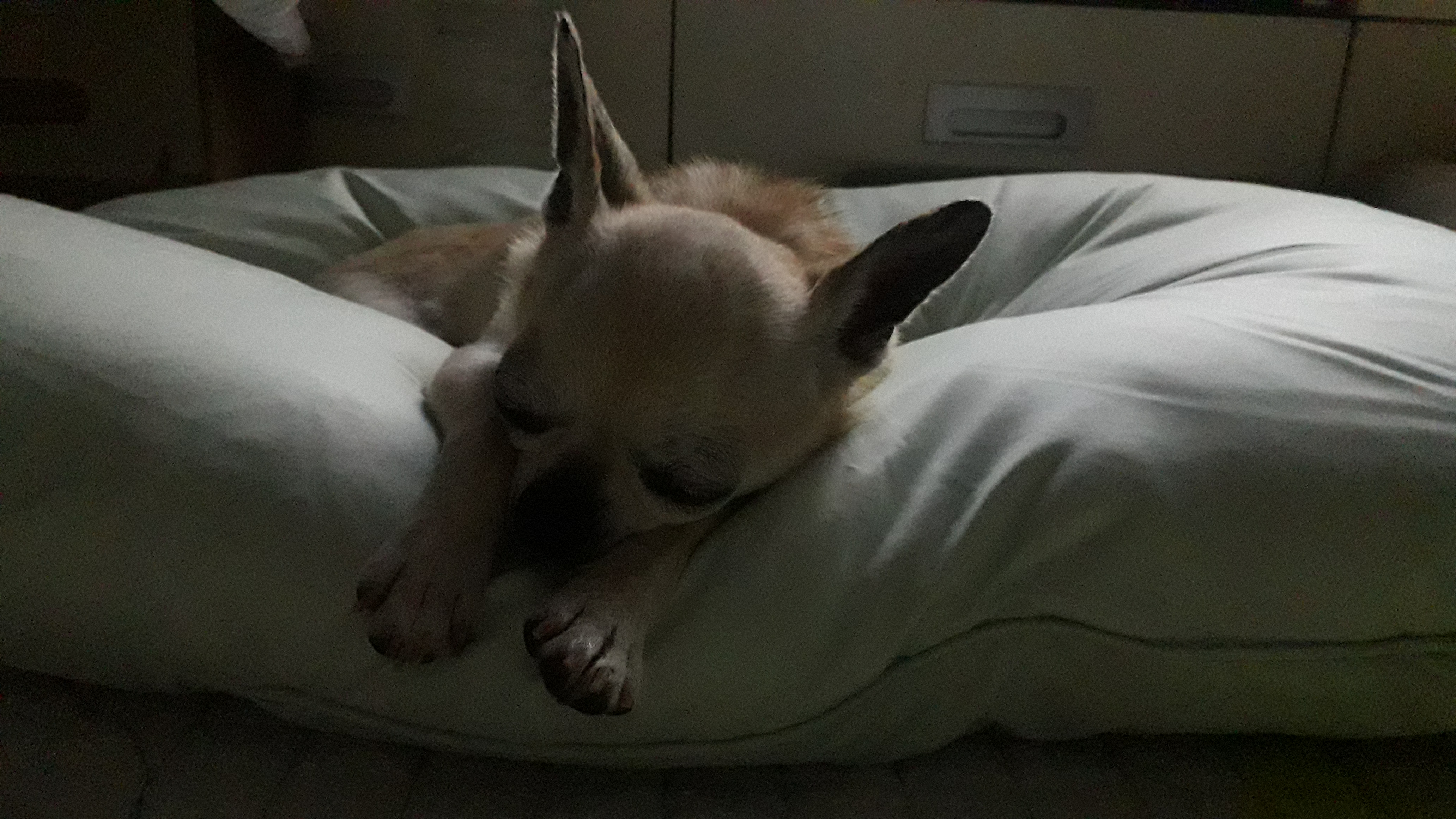 태어날때부터 같이한듯....