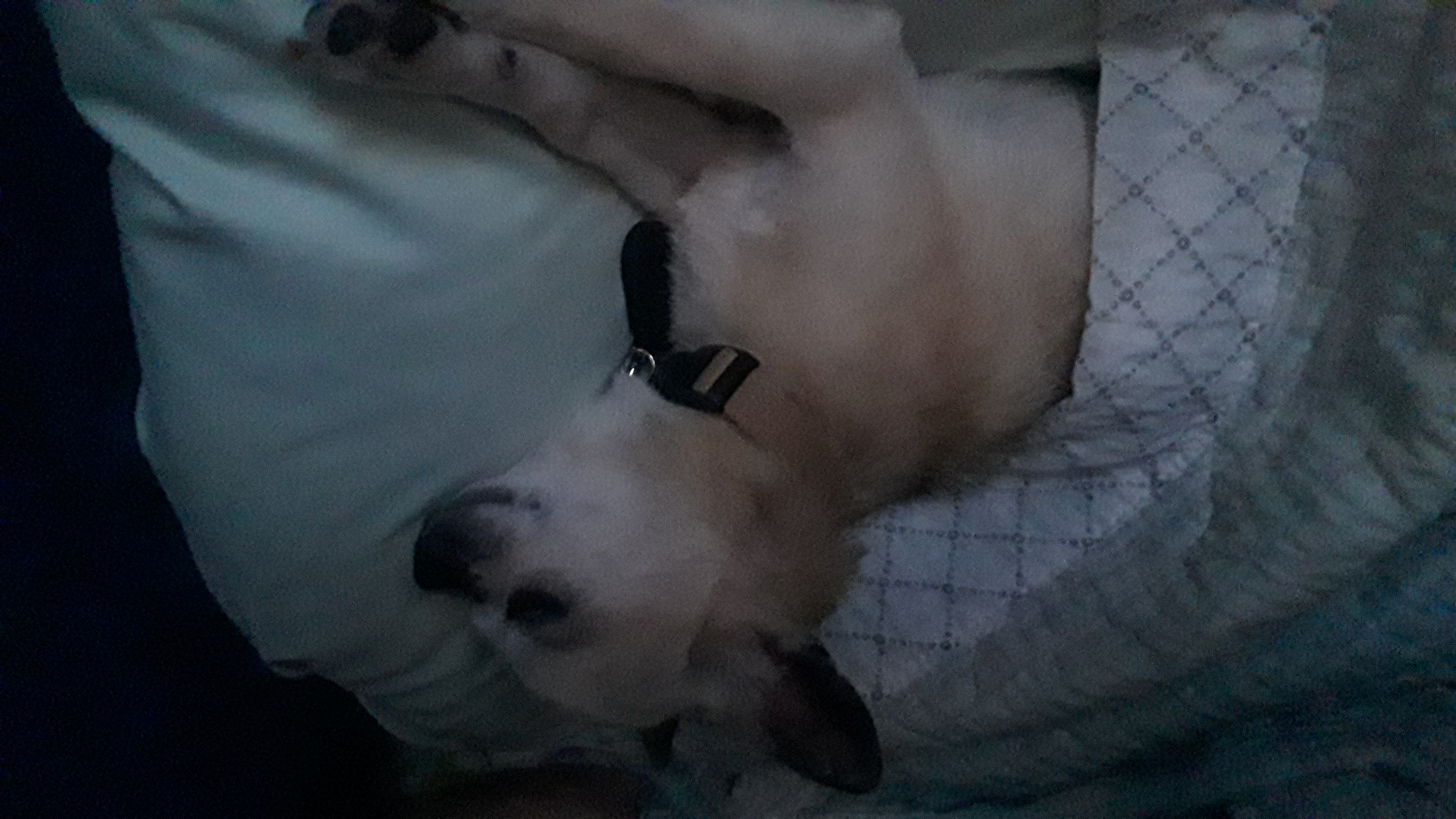 태어날때부터 같이한듯....