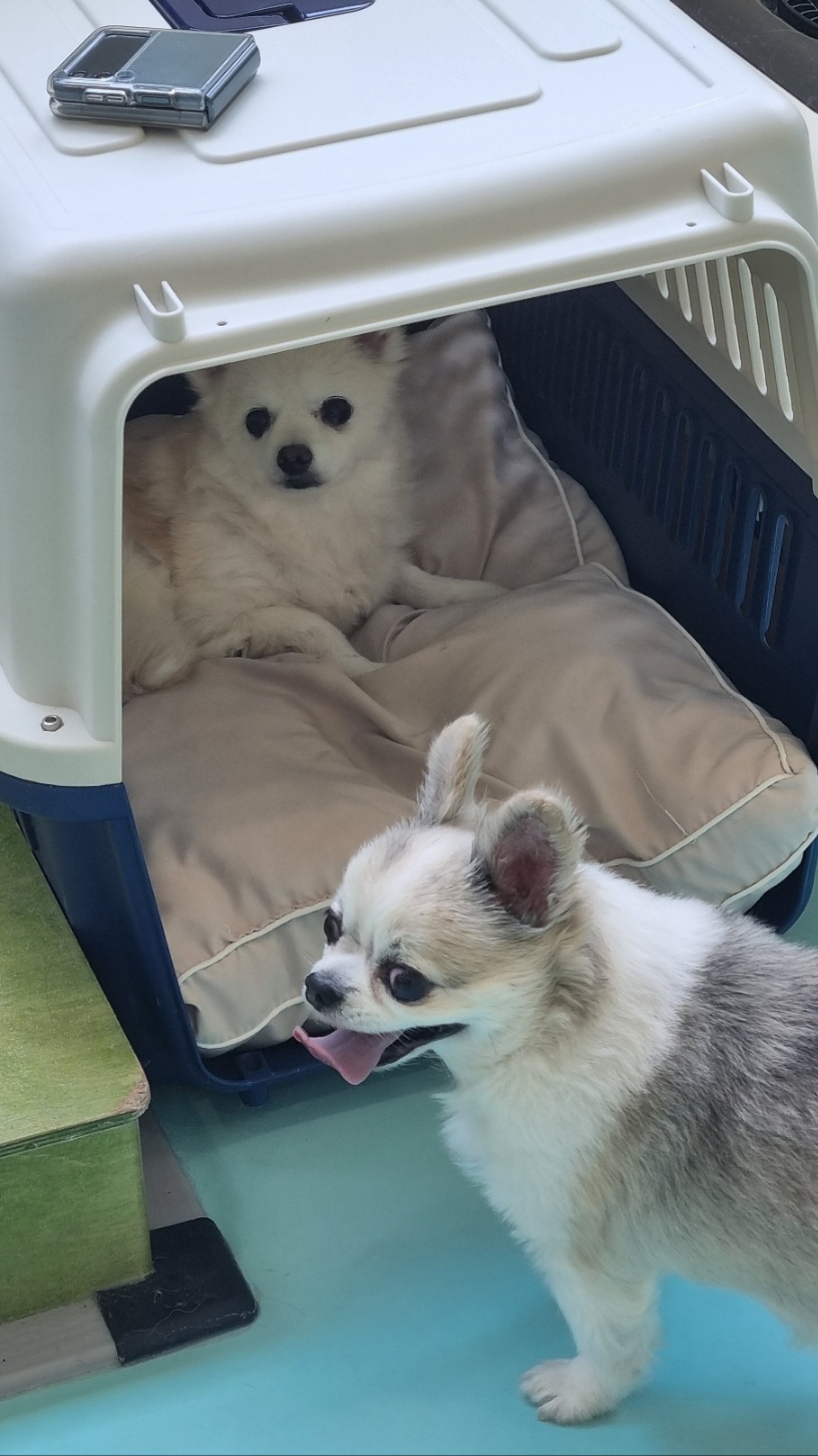 뽀노 잘지내고 있어요 :)