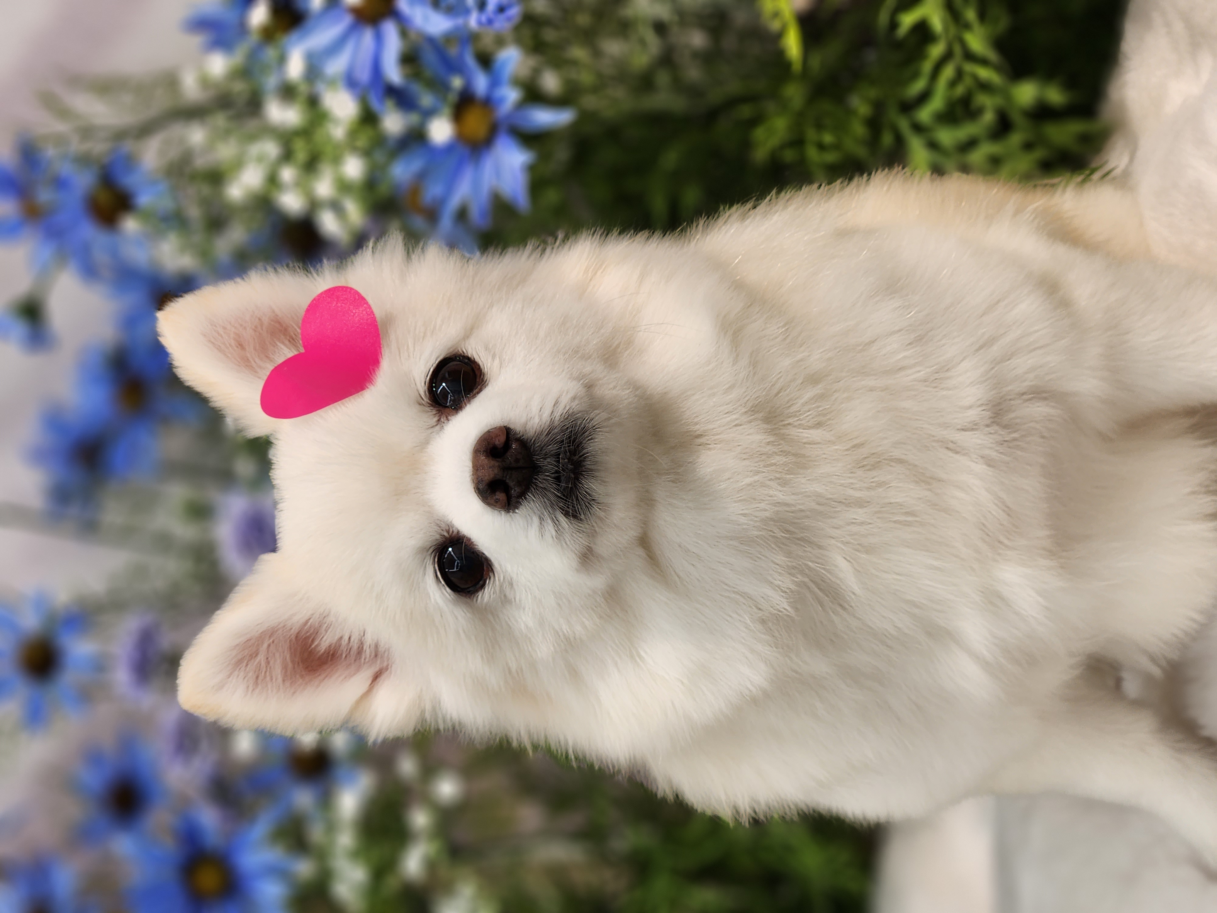 뽀노 잘지내고 있어요 :)