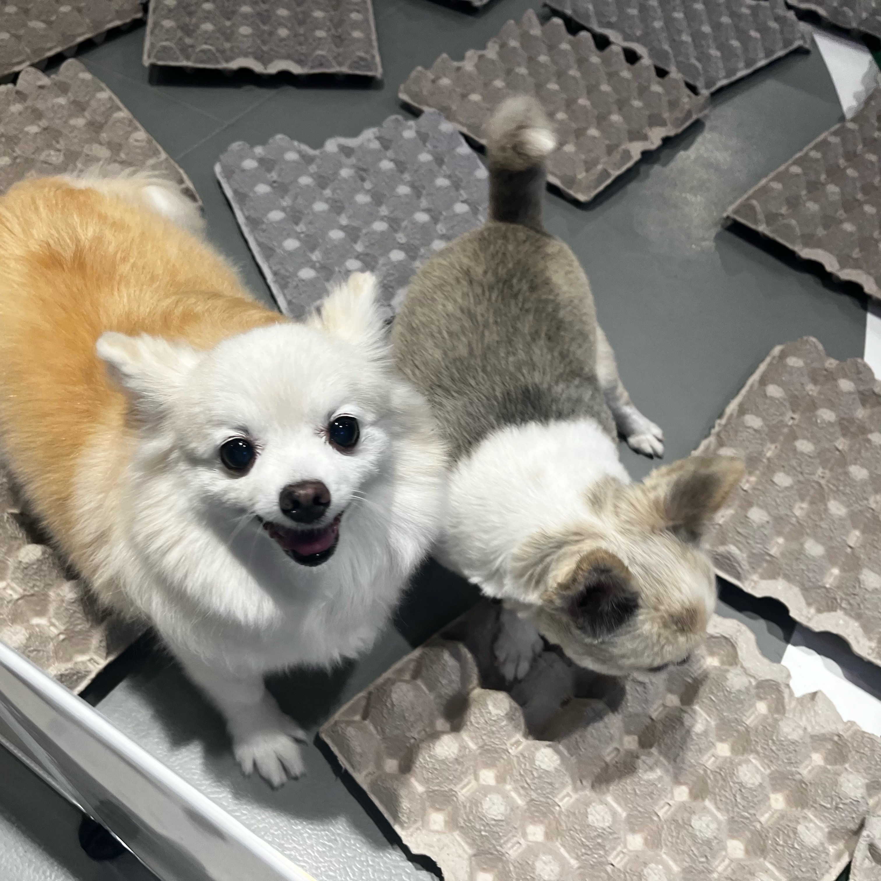 뽀노 잘지내고 있어요 :)