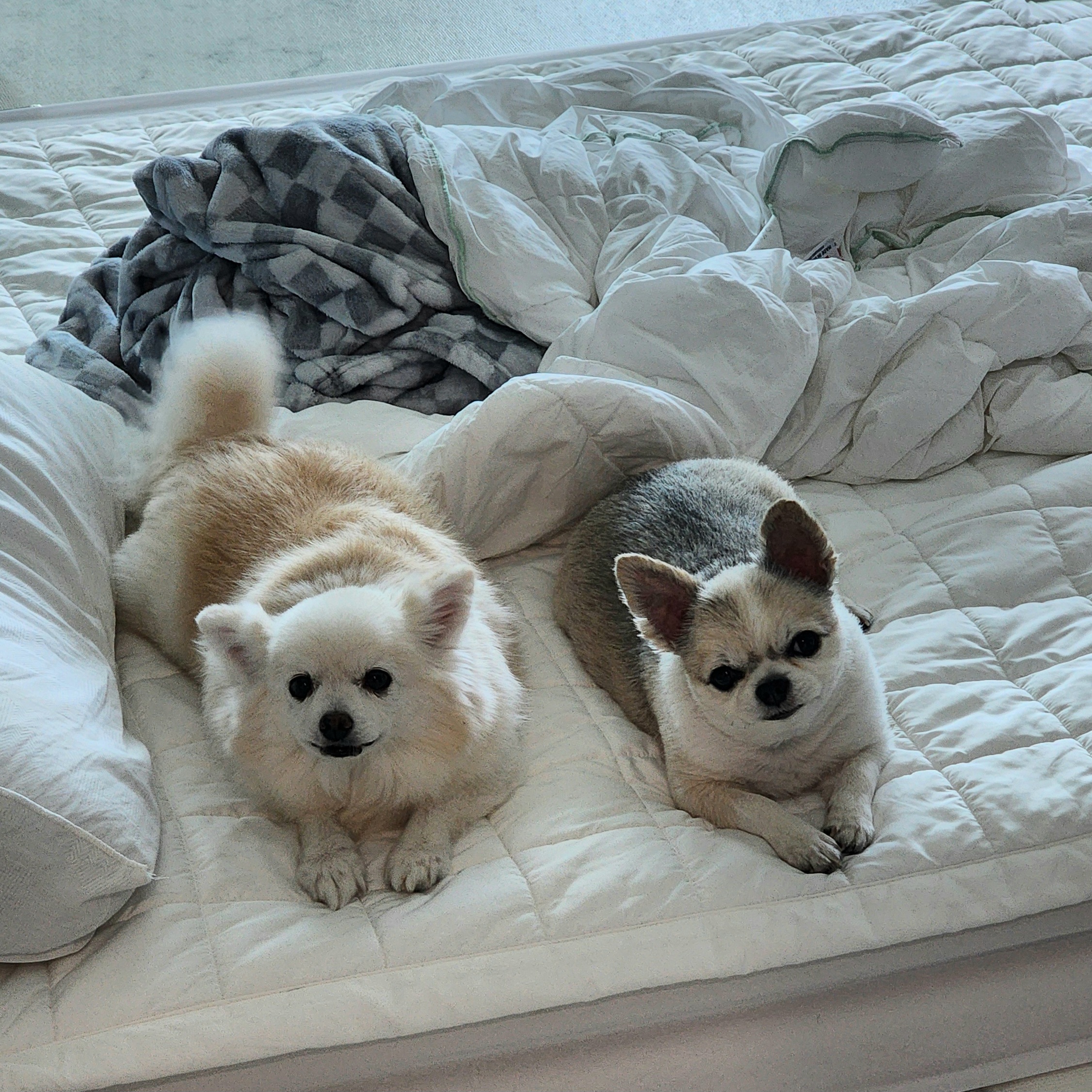 뽀노 잘지내고 있어요 :)