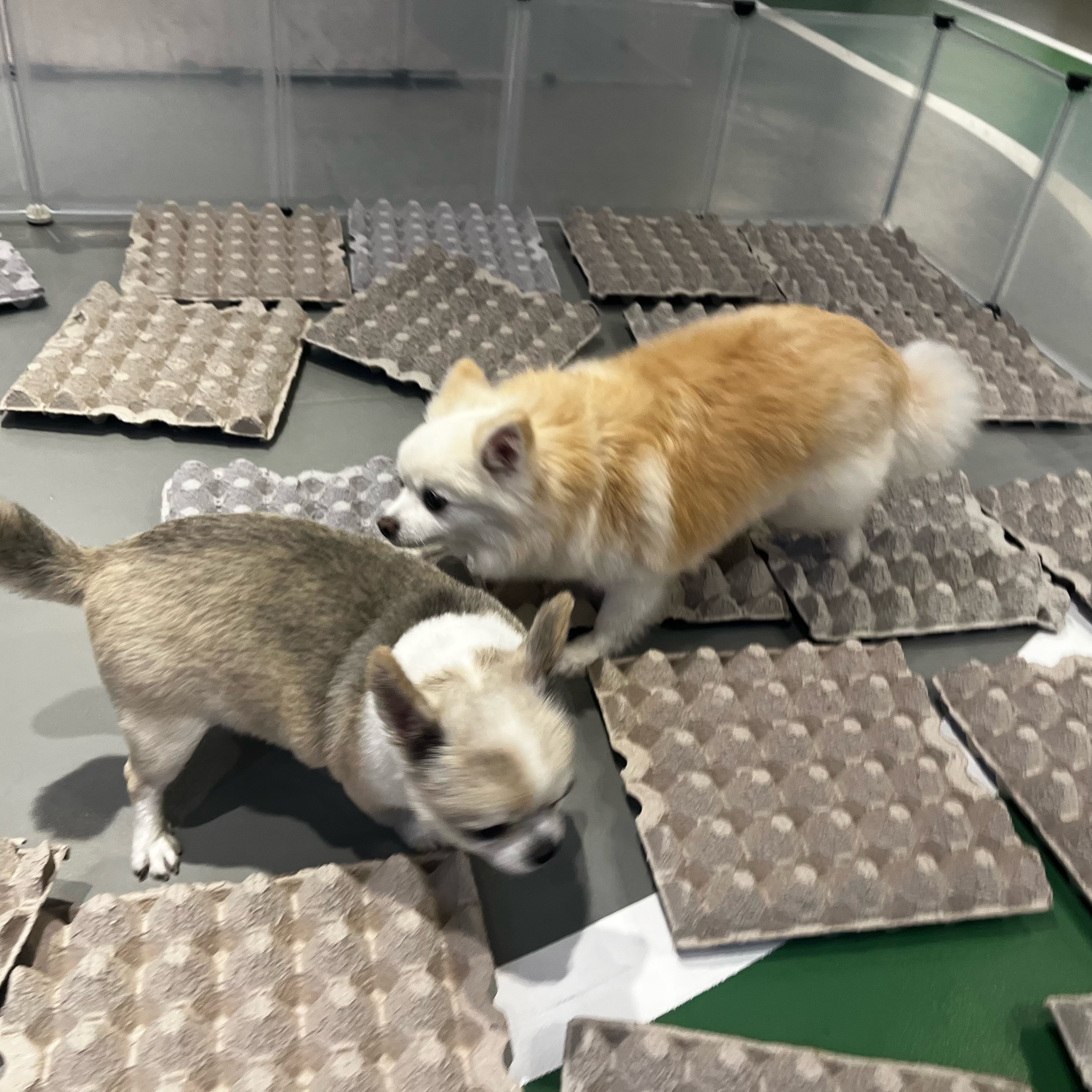 뽀노 잘지내고 있어요 :)