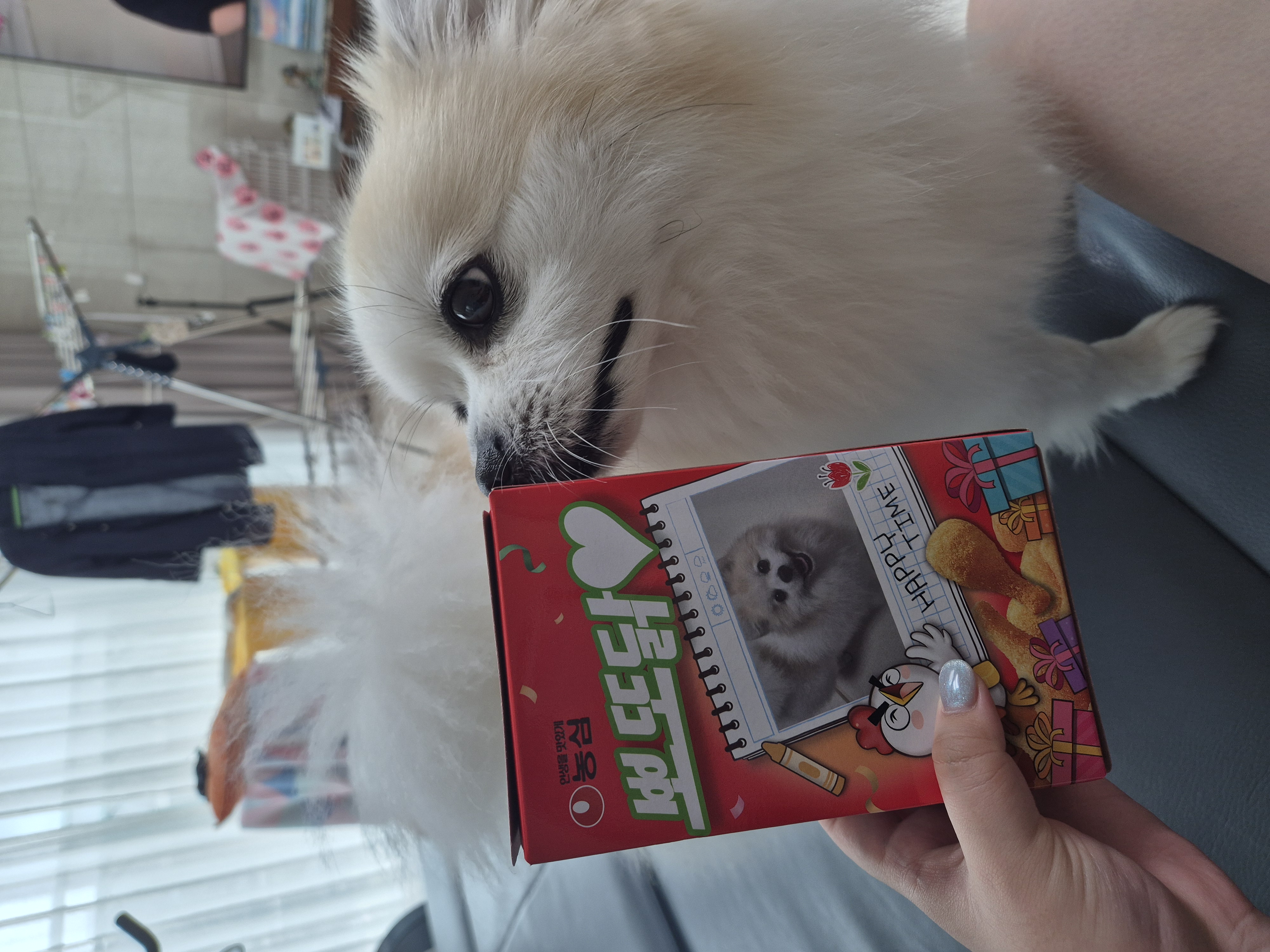 뽀또의 일상~(마일이)