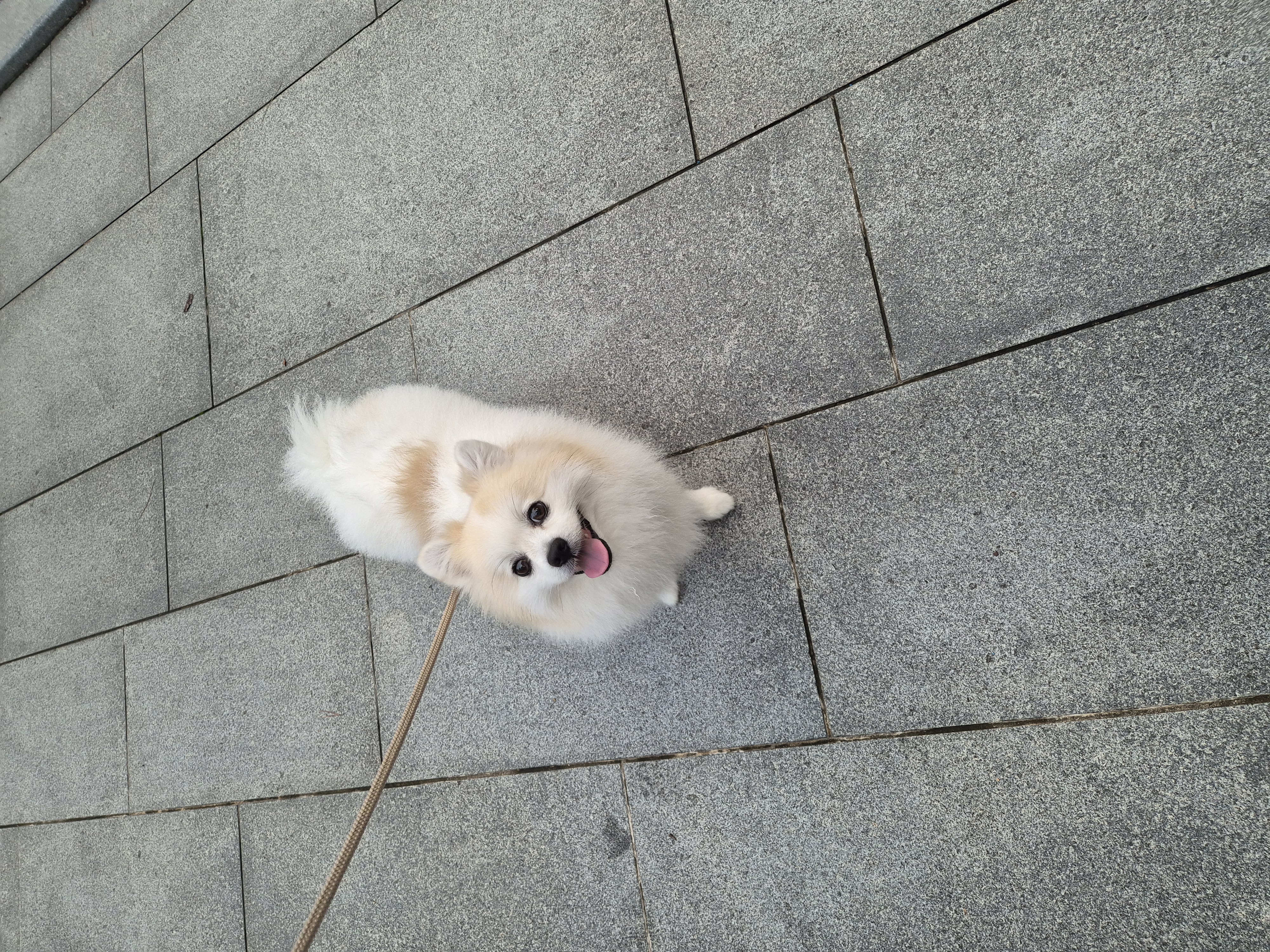 뽀또의 일상~(마일이)