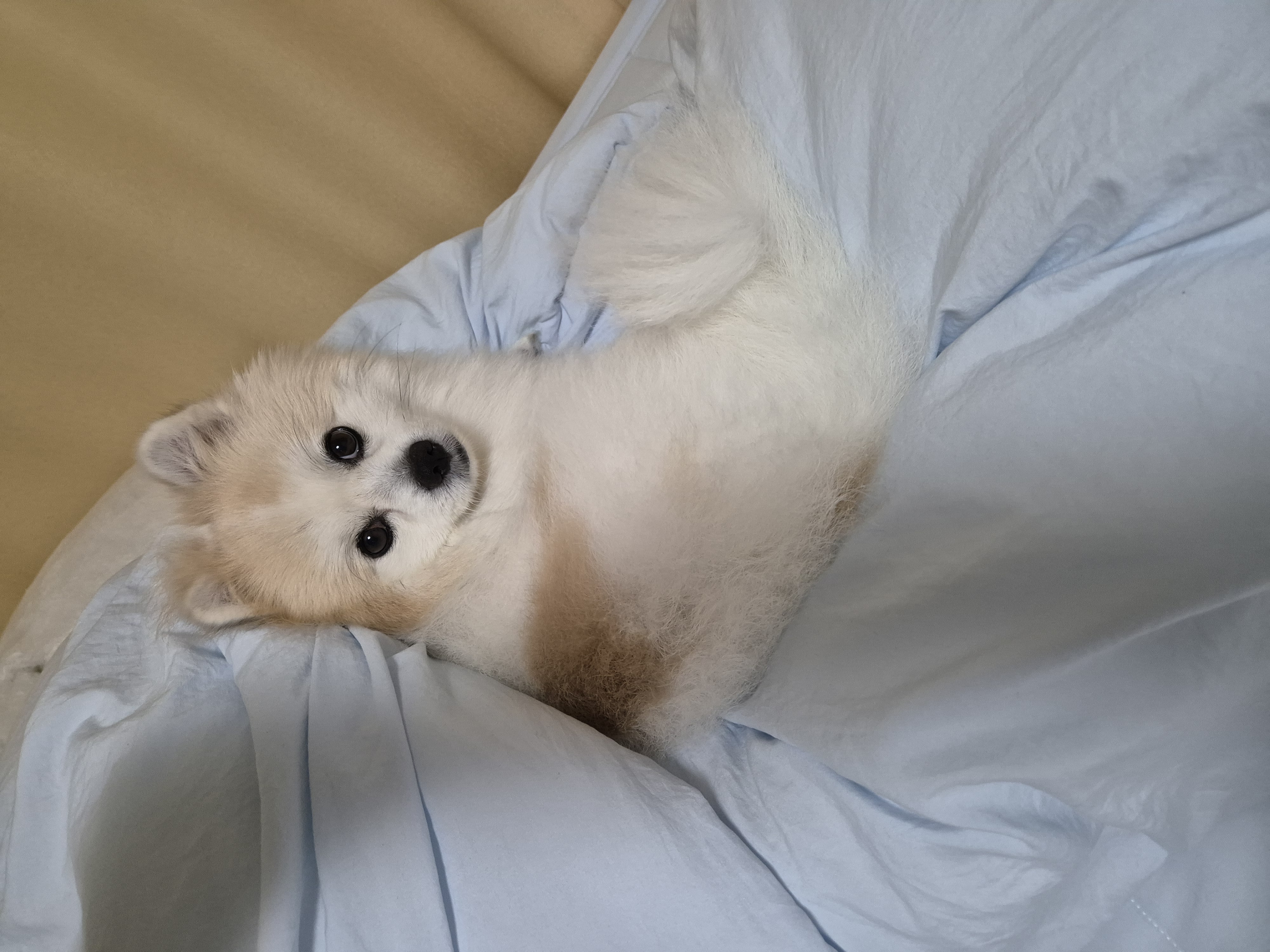 뽀또의 일상~(마일이)