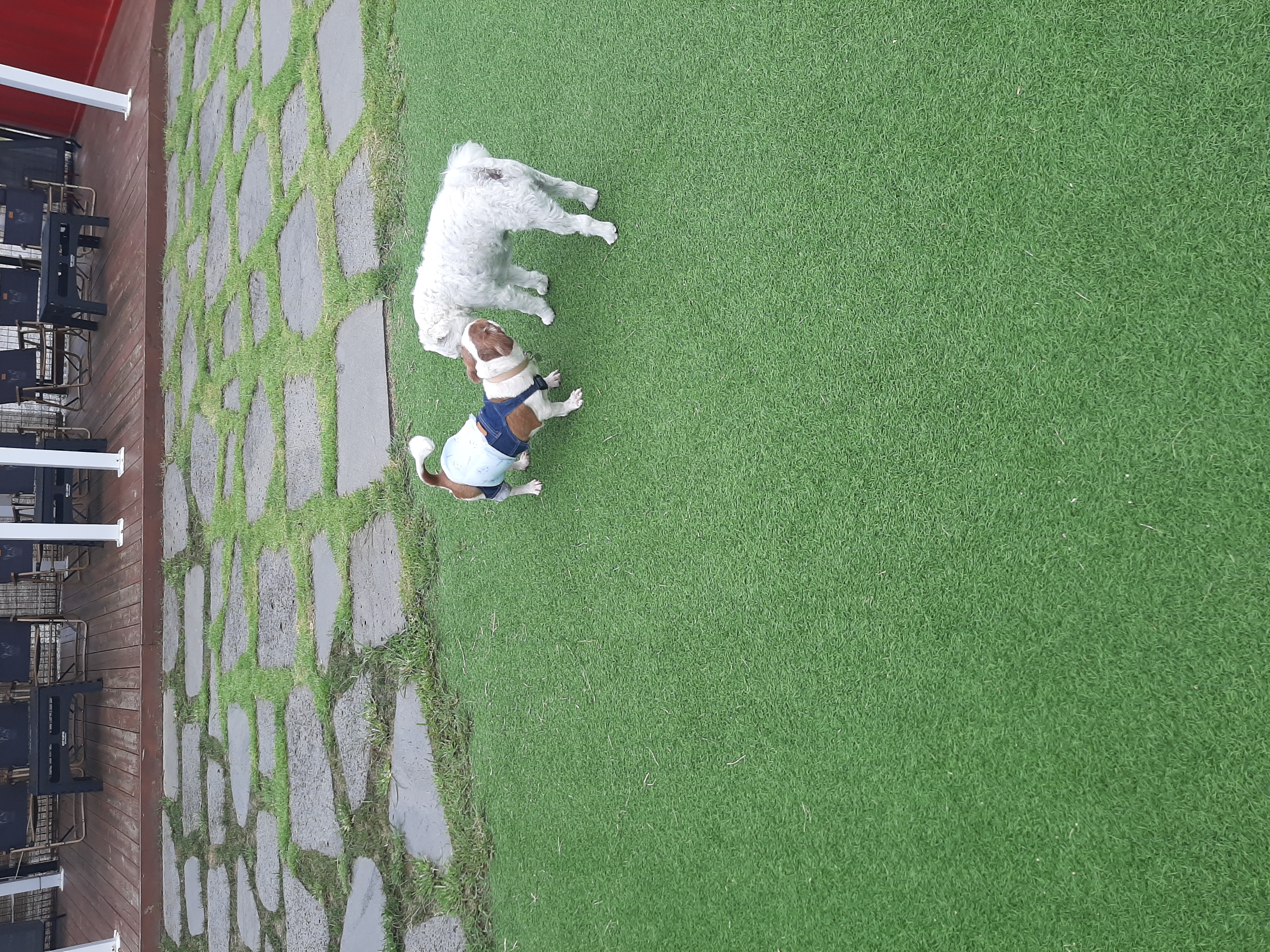 뽀야 애견카페 다녀왔어요