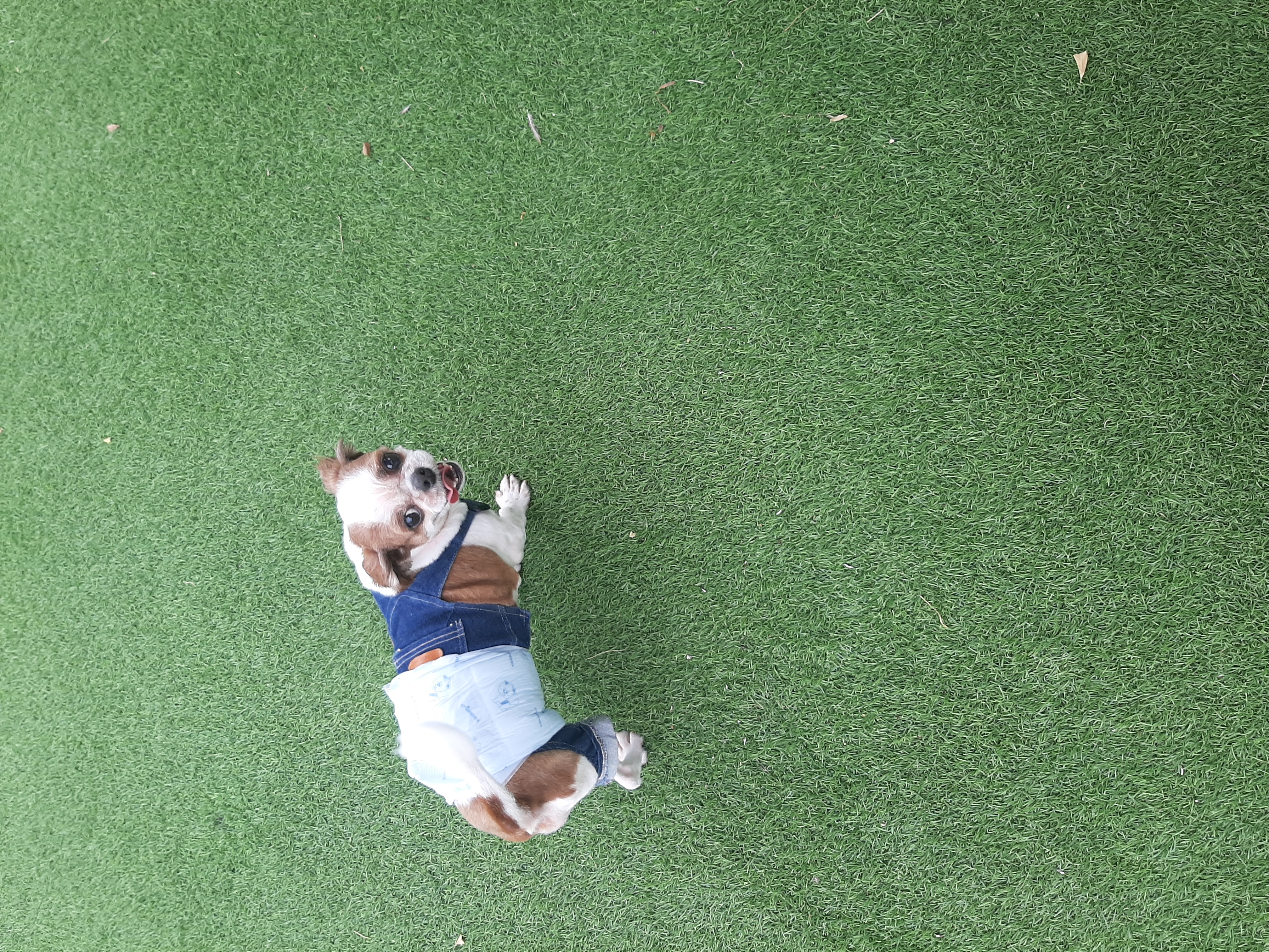 뽀야 애견카페 다녀왔어요