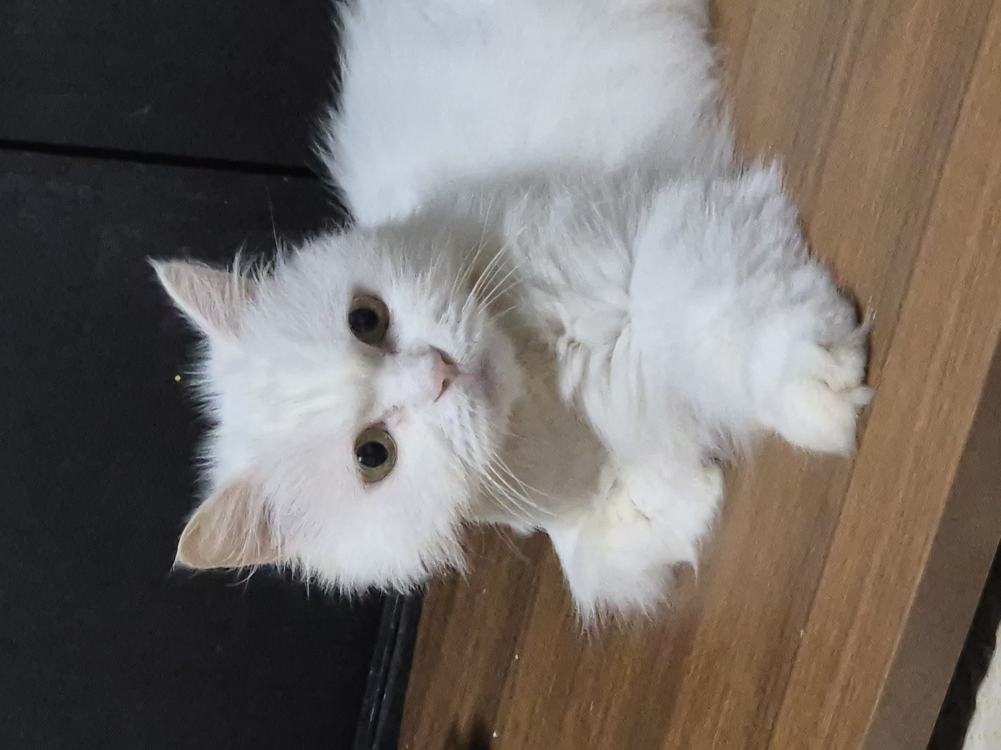 포도2년, 모델이 1년6개월 이야기