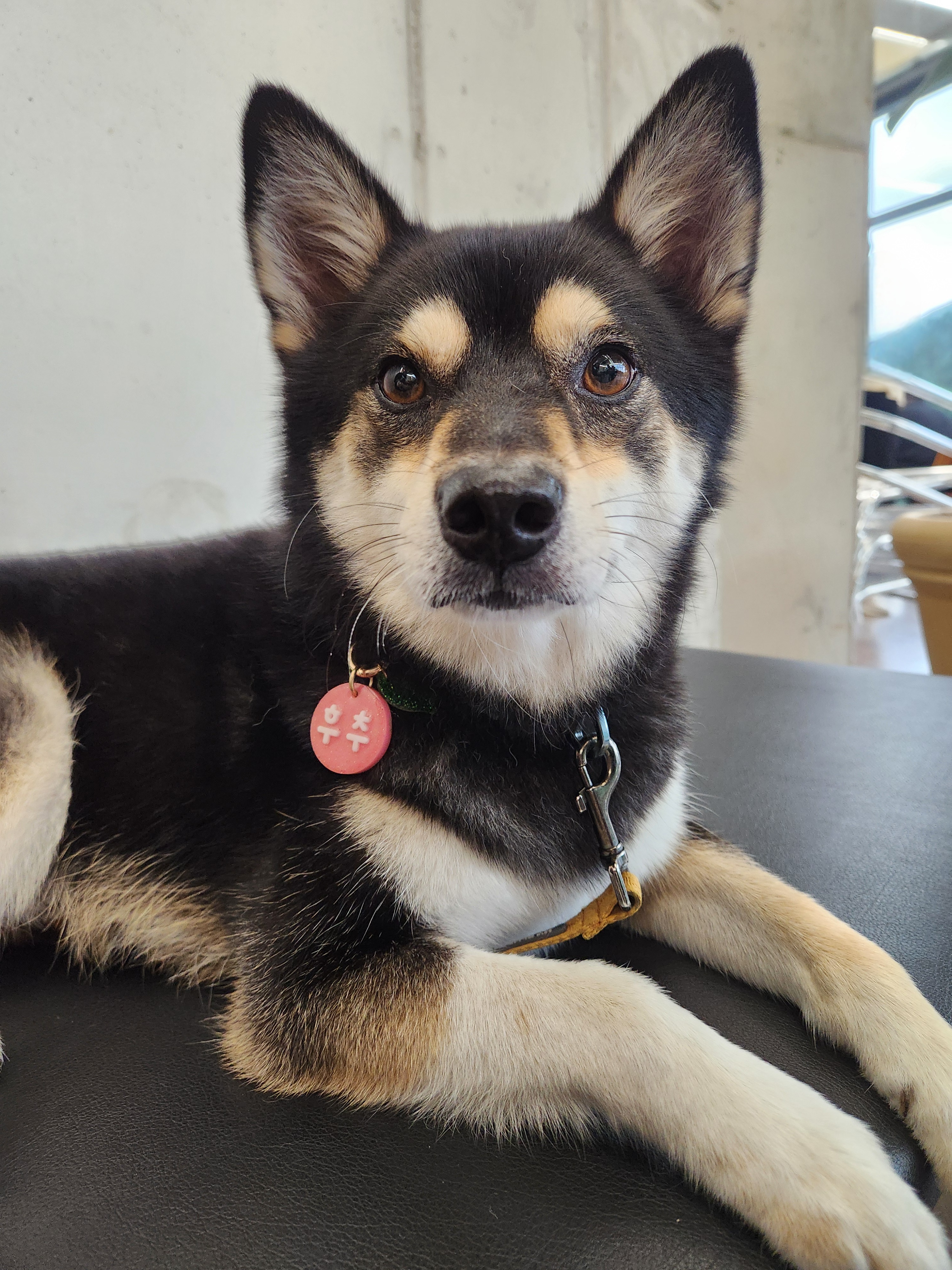 후추(우주) 입양 4년 후기