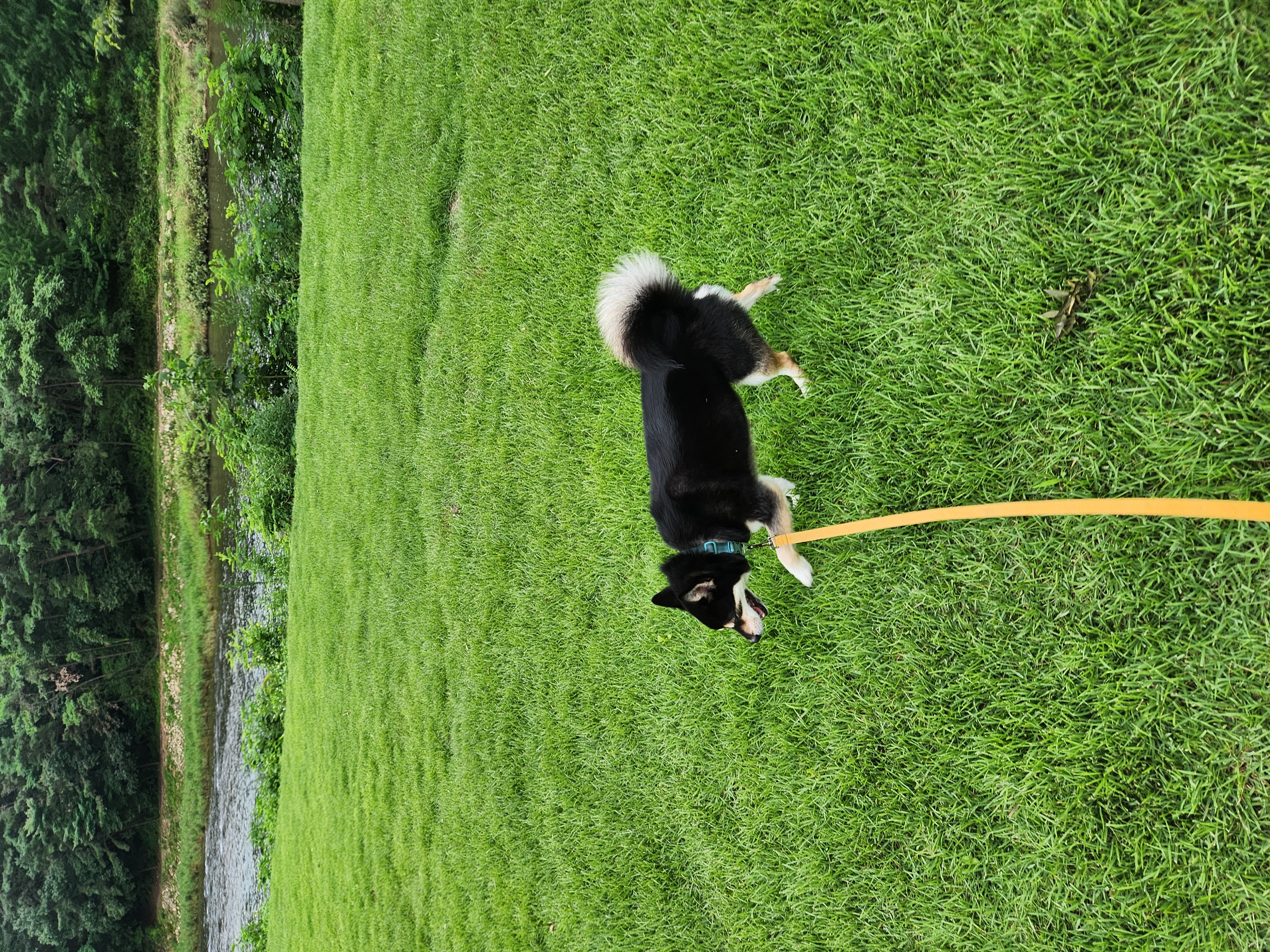 후추(우주) 입양 4년 후기