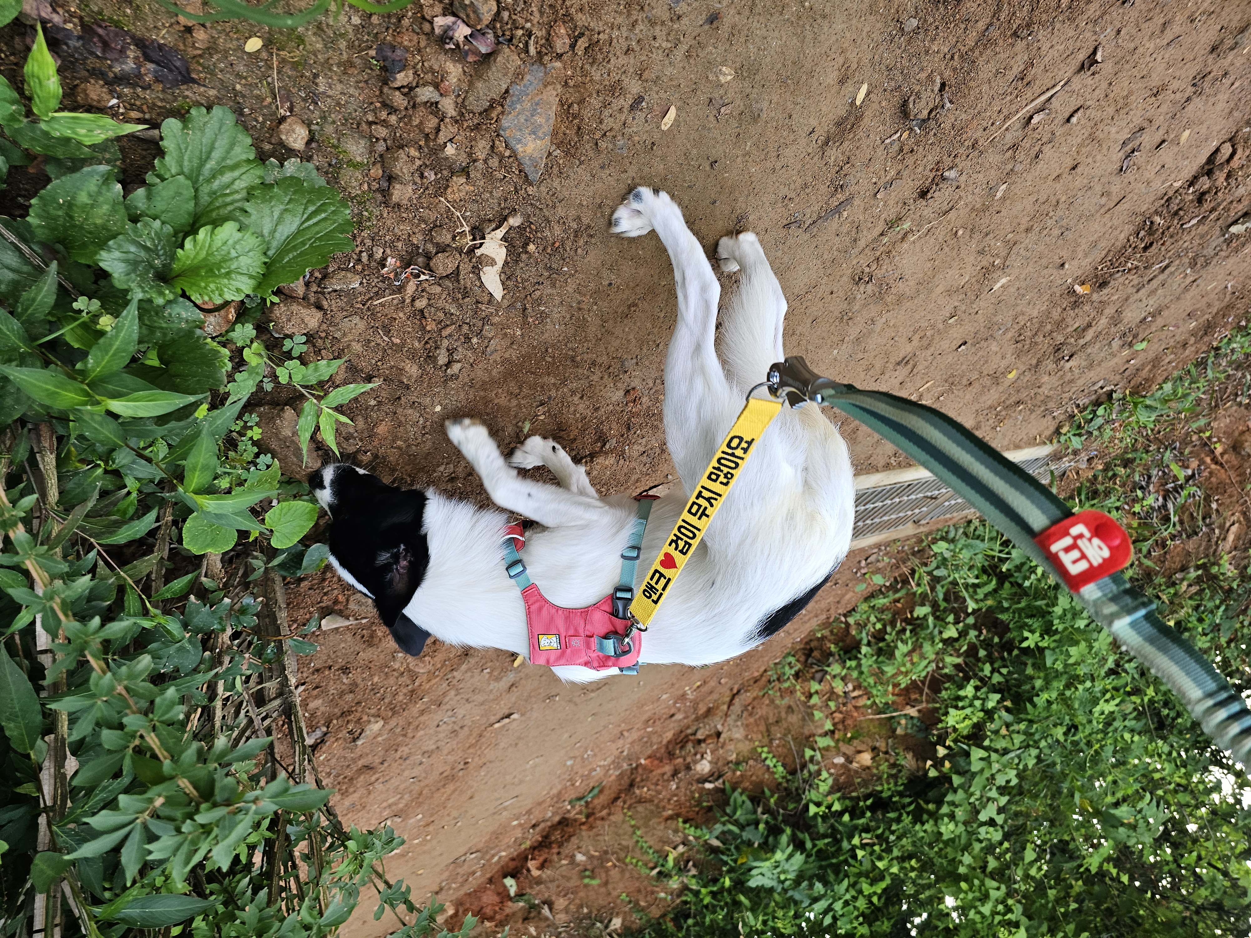 앤크 3개월 임보 후기