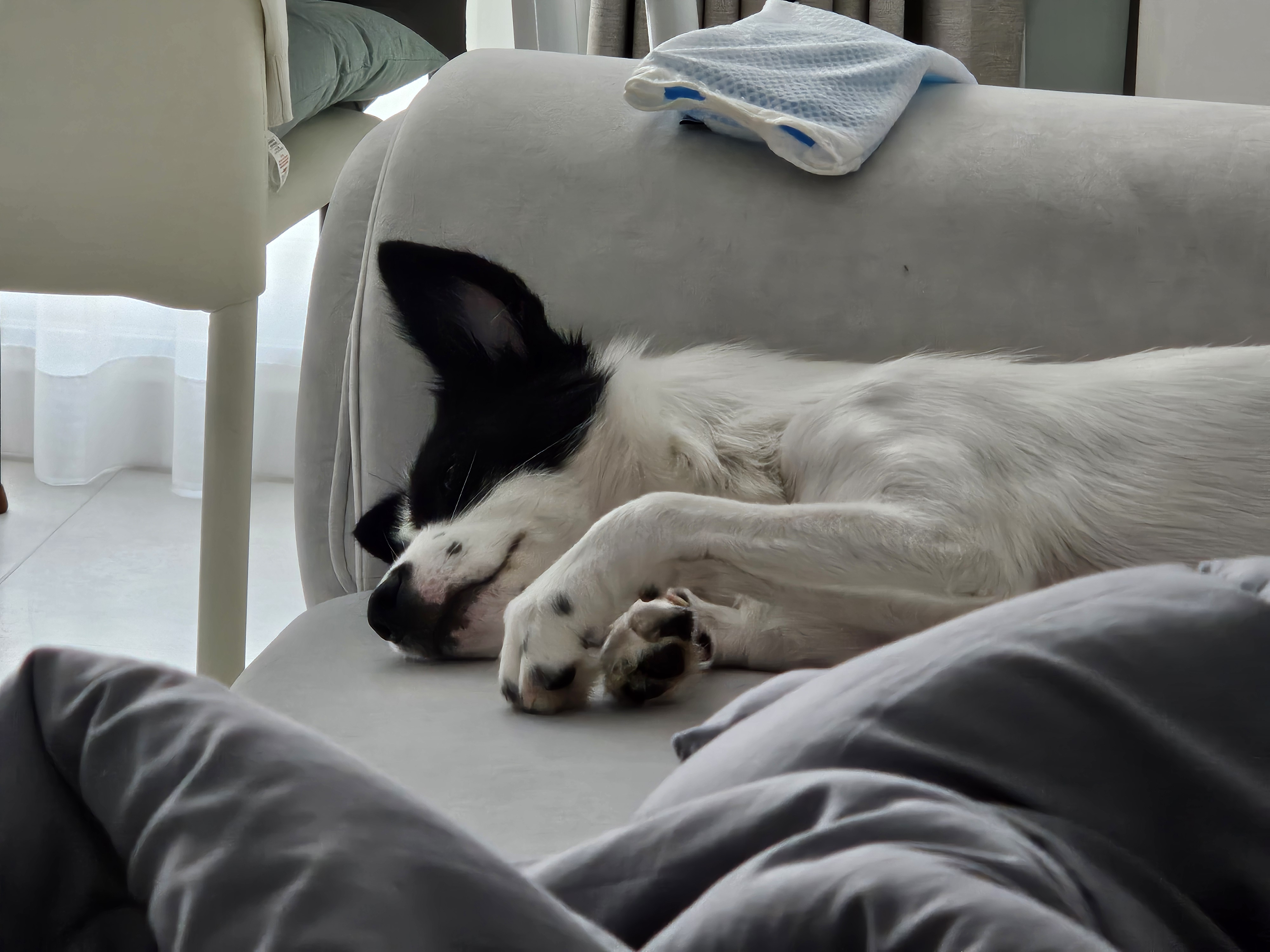 앤크 3개월 임보 후기