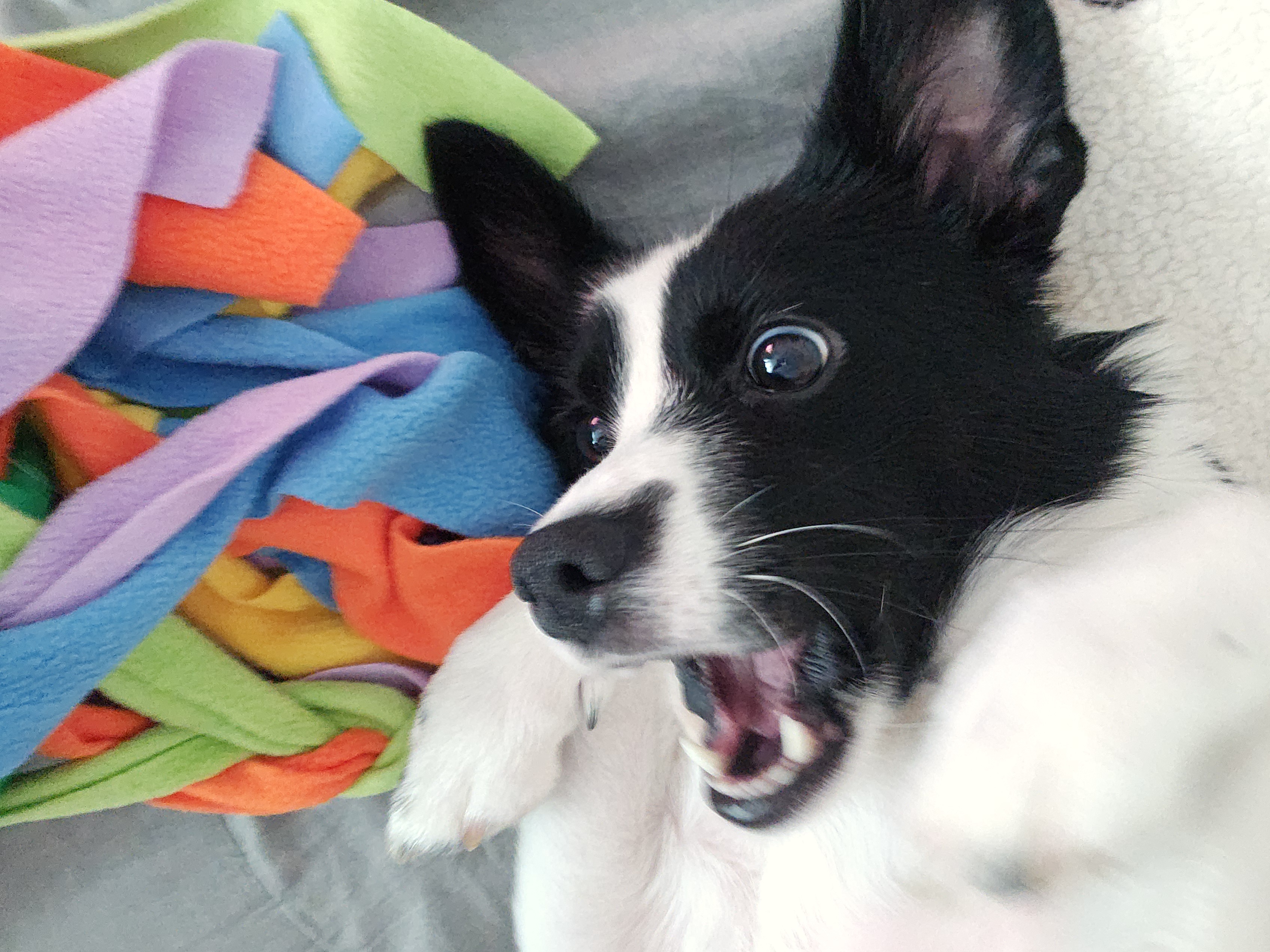 앤크 3개월 임보 후기