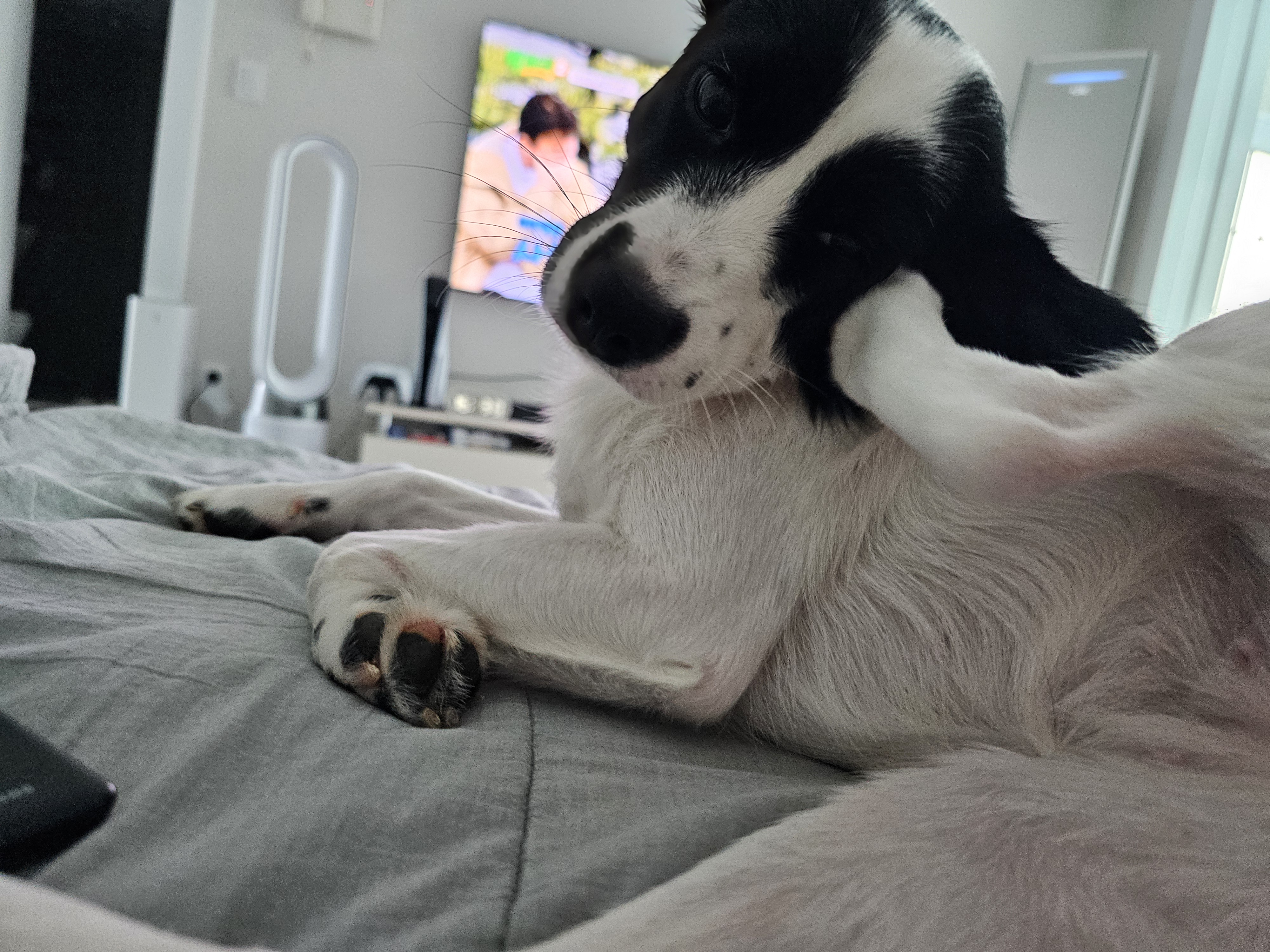 앤크 3개월 임보 후기