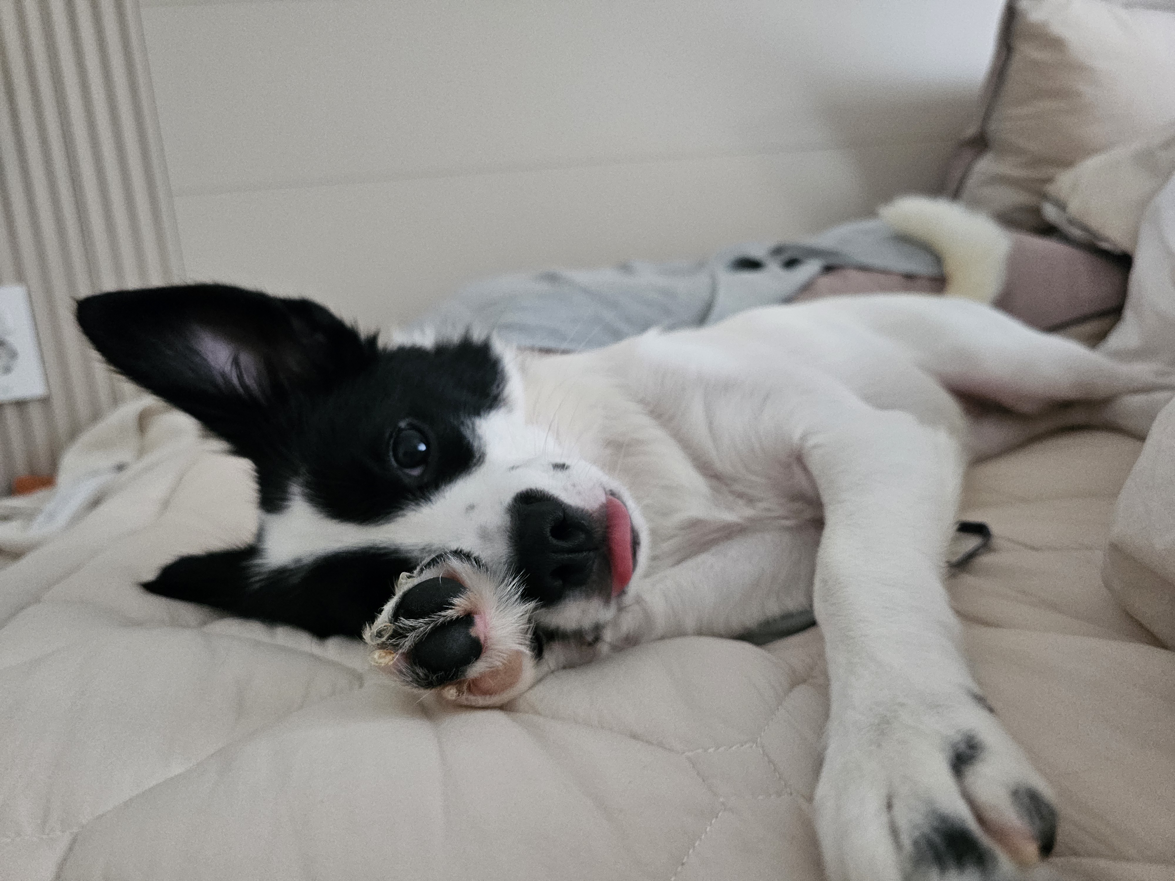 앤크 3개월 임보 후기